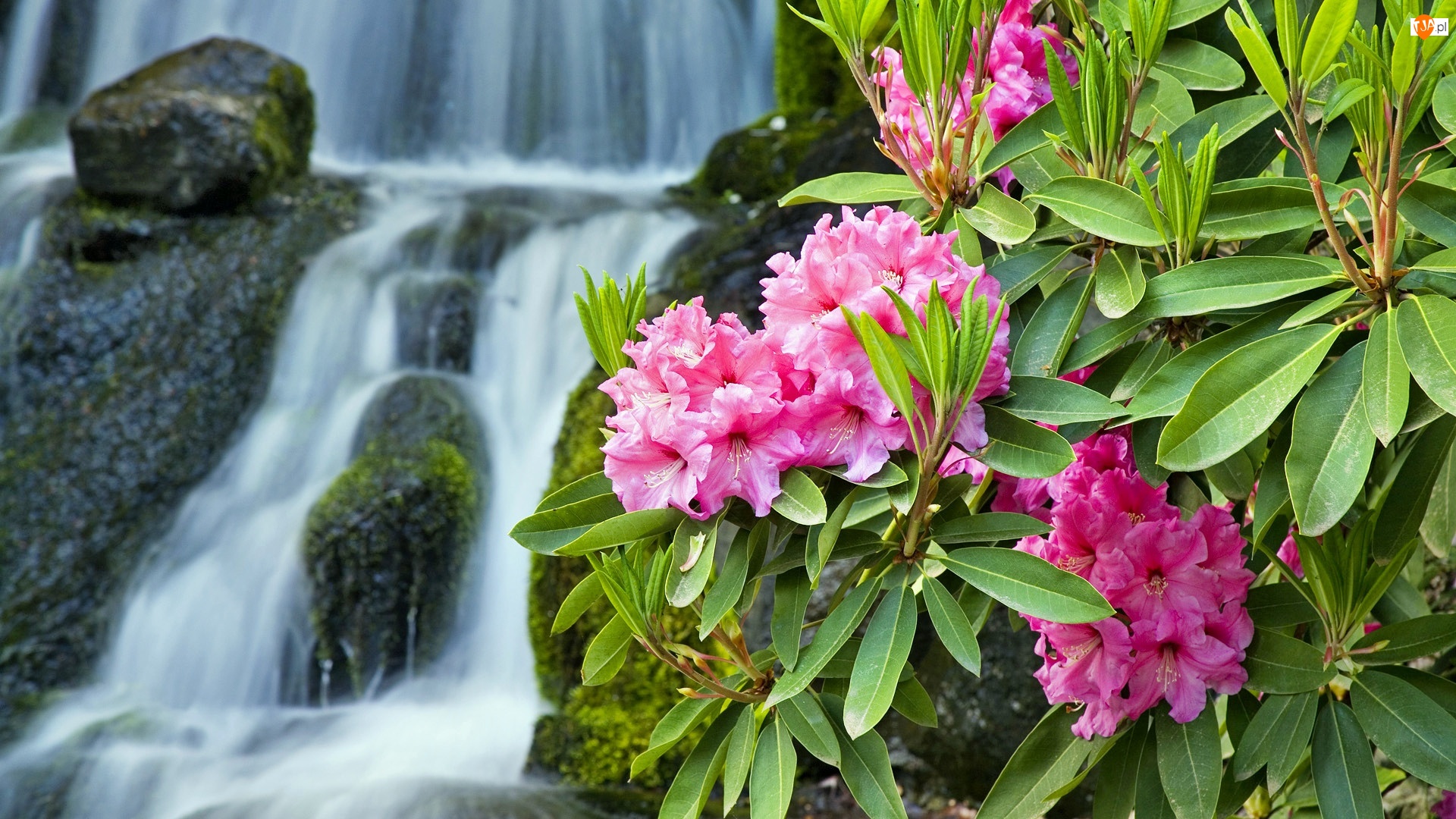 Wodospad, Różowy, Rododendron