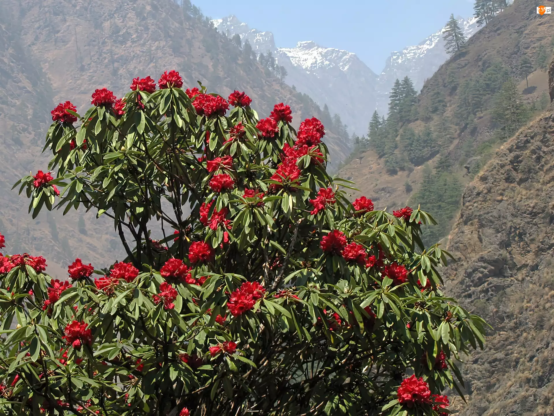 Góry, Rhododendron