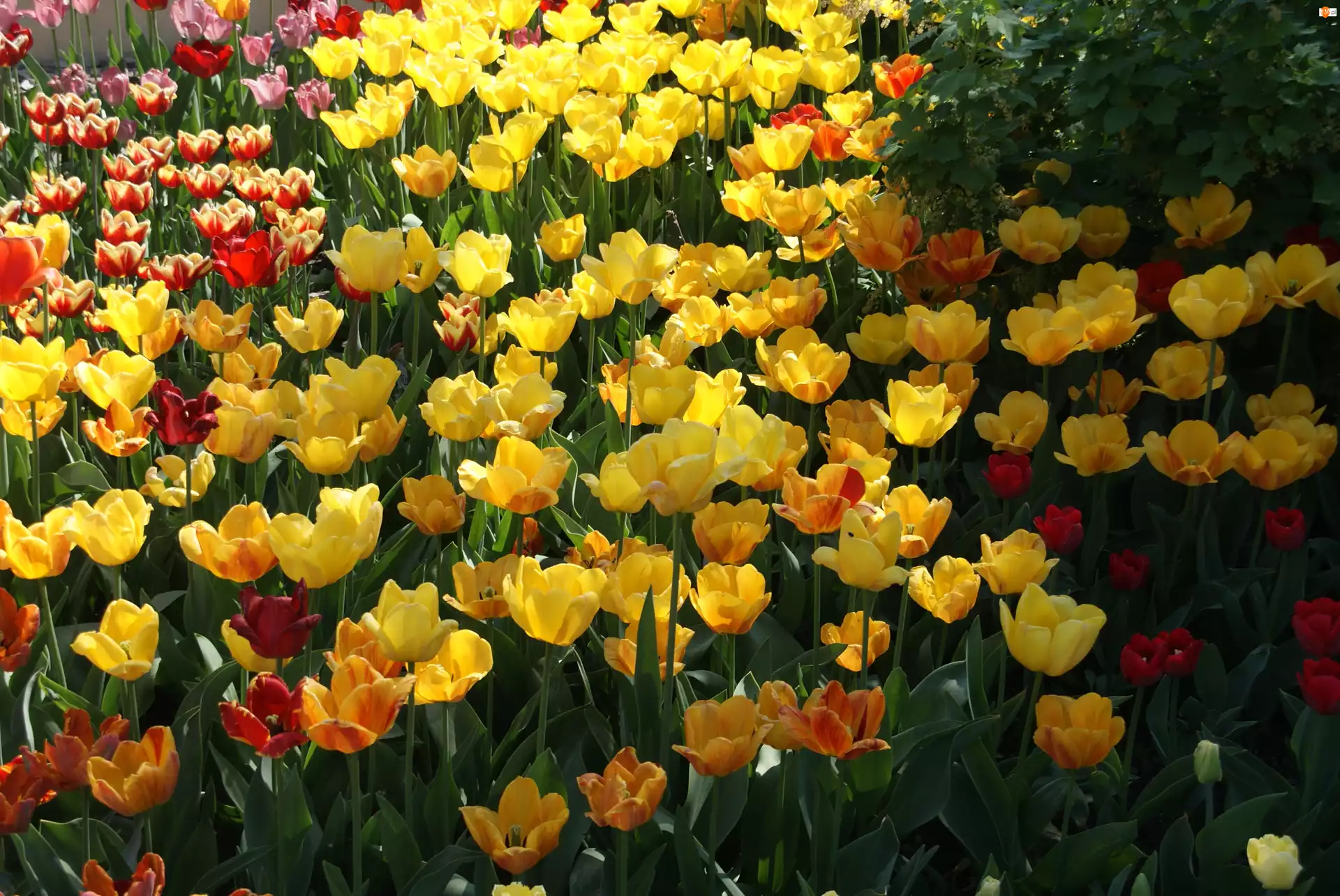 Wiosna, Ogród, Kwiaty, Tulipany
