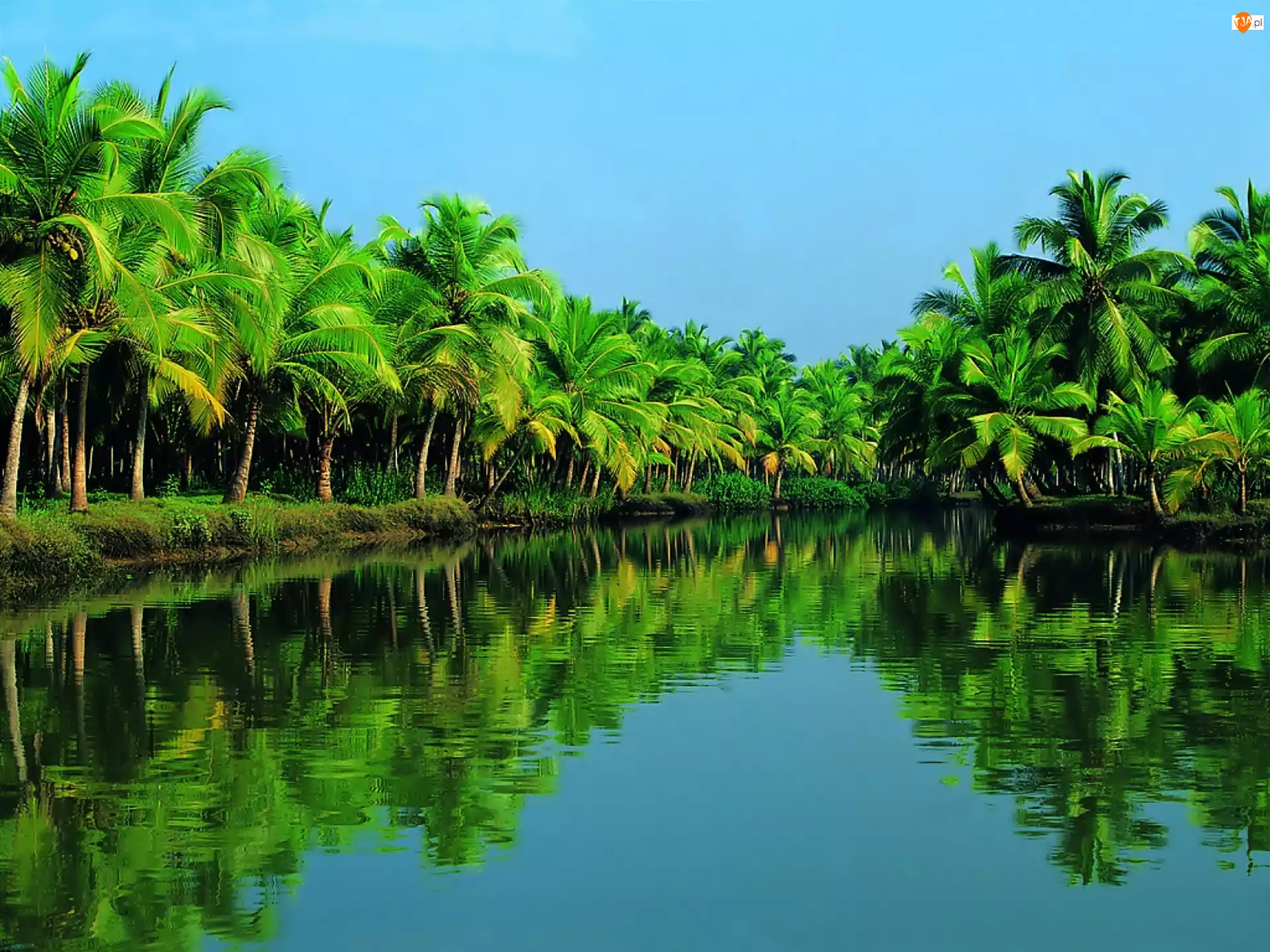 Rzeka, Las, Kerala, Palmowy

, Indie, Periyar