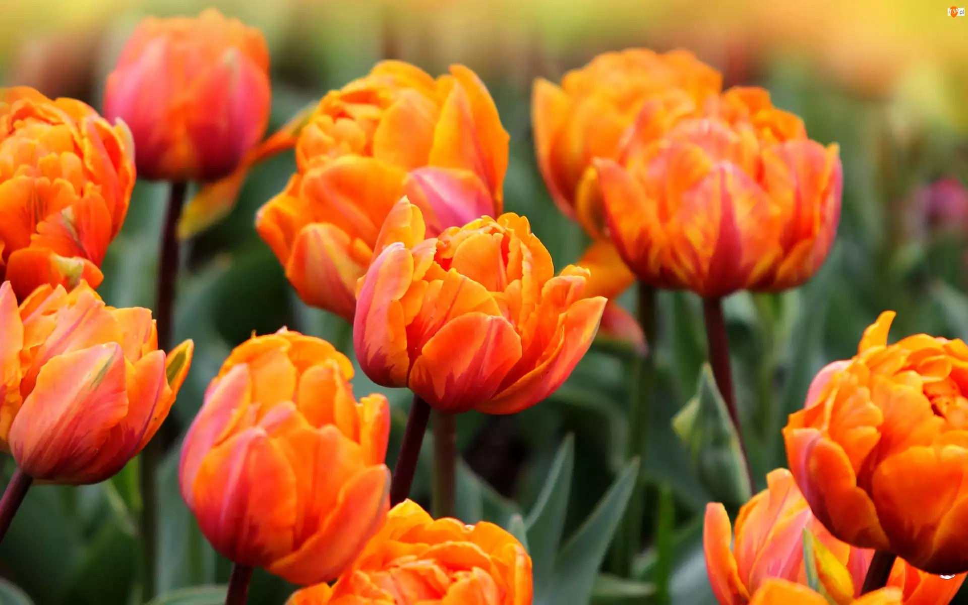 Tulipany, Herbaciane