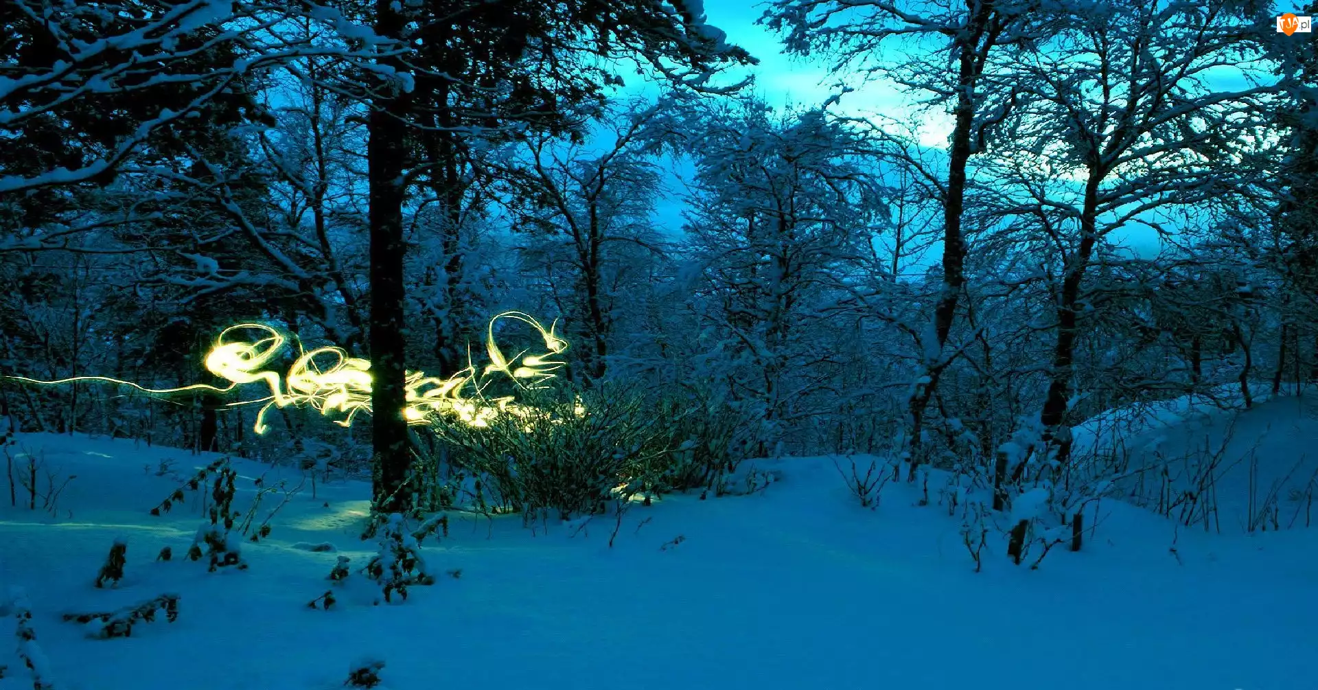 Zima, Noc, Drzewa, Światełko