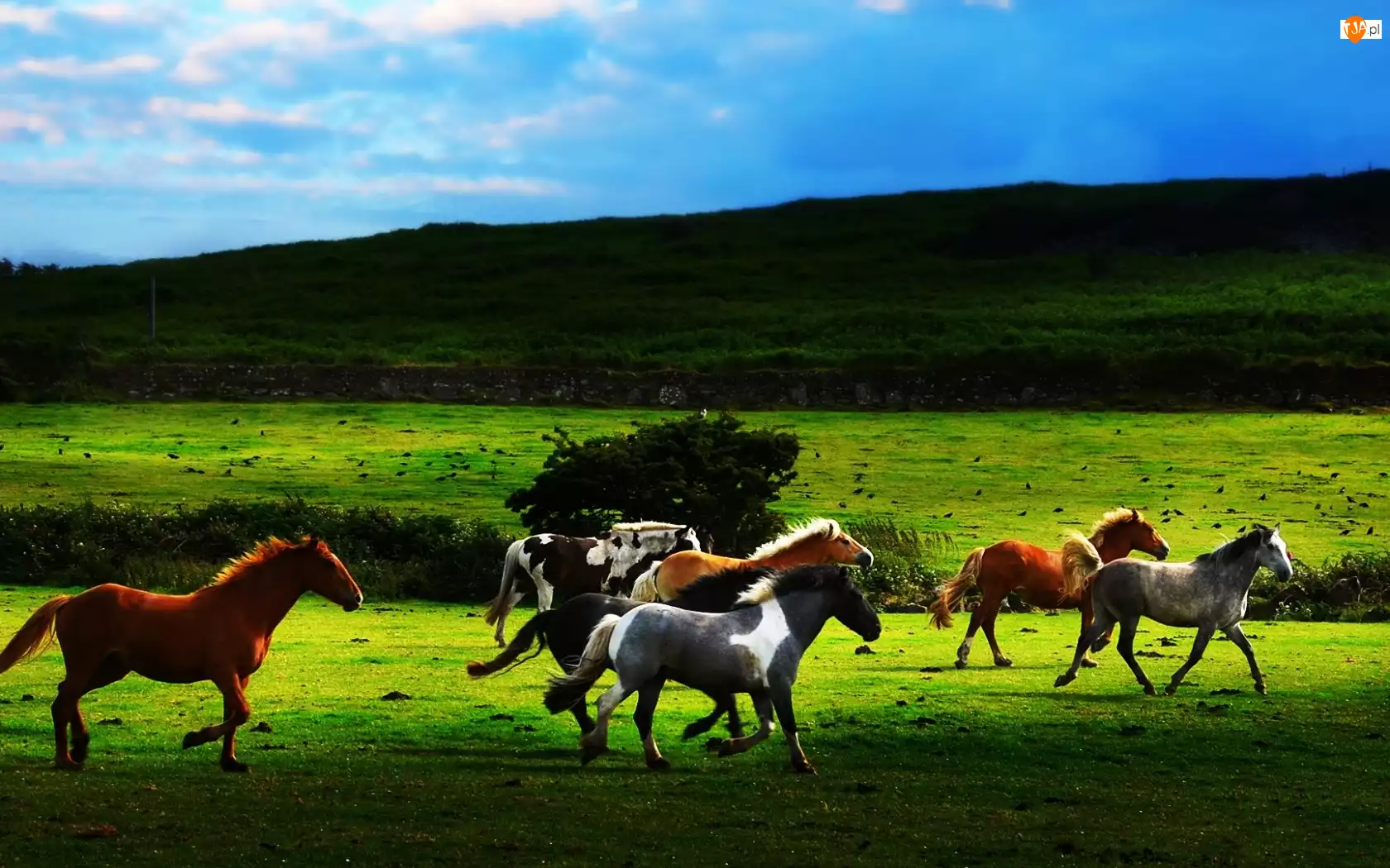 Konie, Wzgórze, Galop, Pastwisko