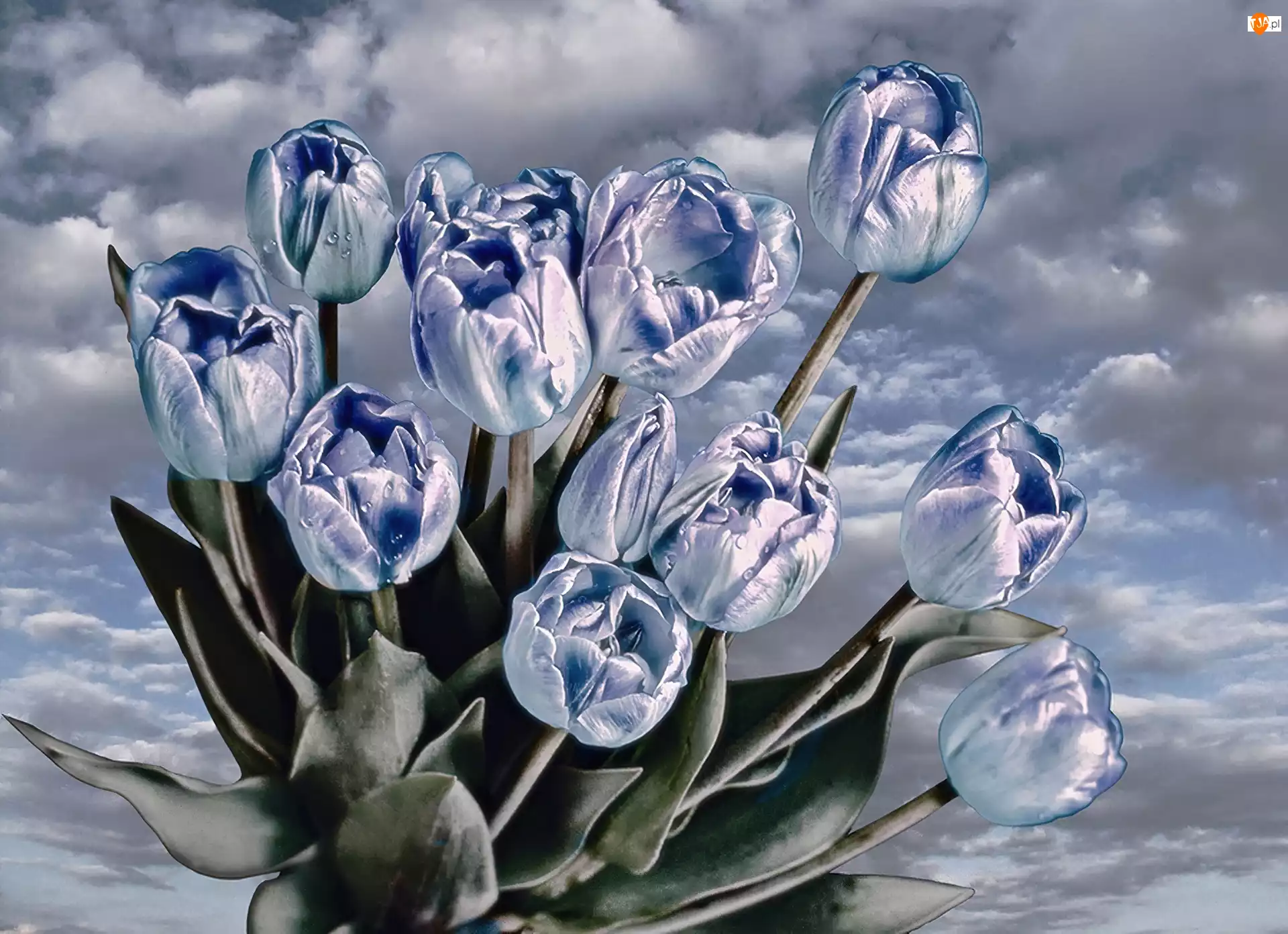 Tulipany, Niebieskie