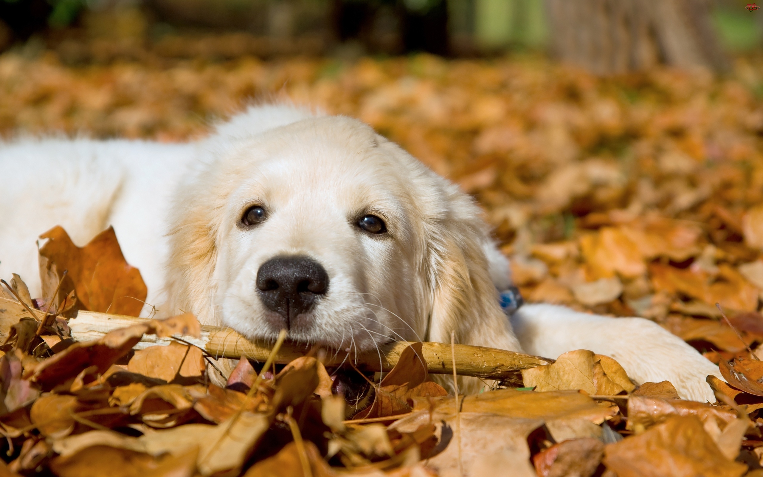 Pies, Jesień, Golden Retriever, Liście