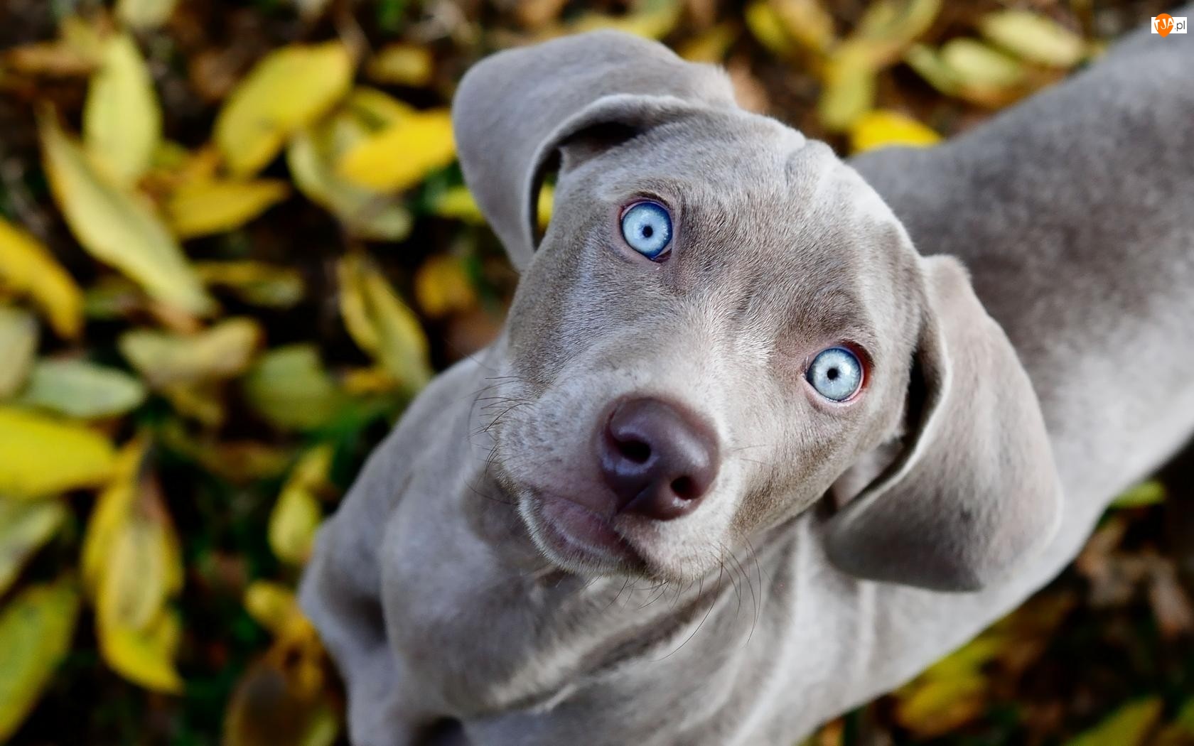 Pies, Wyżeł weimarski, Niebieskie, Oczy