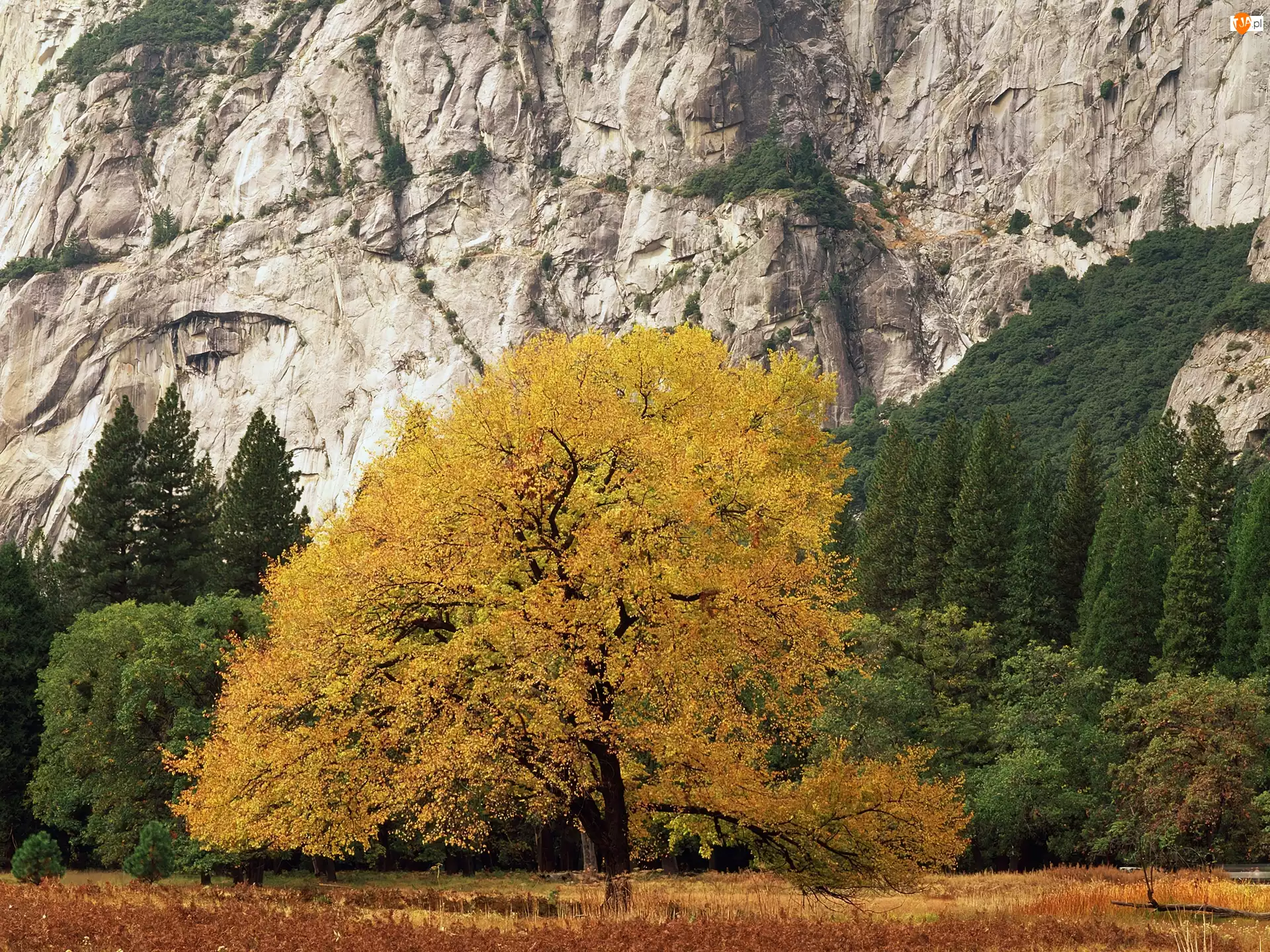 Jesień, Góry, Drzewo
