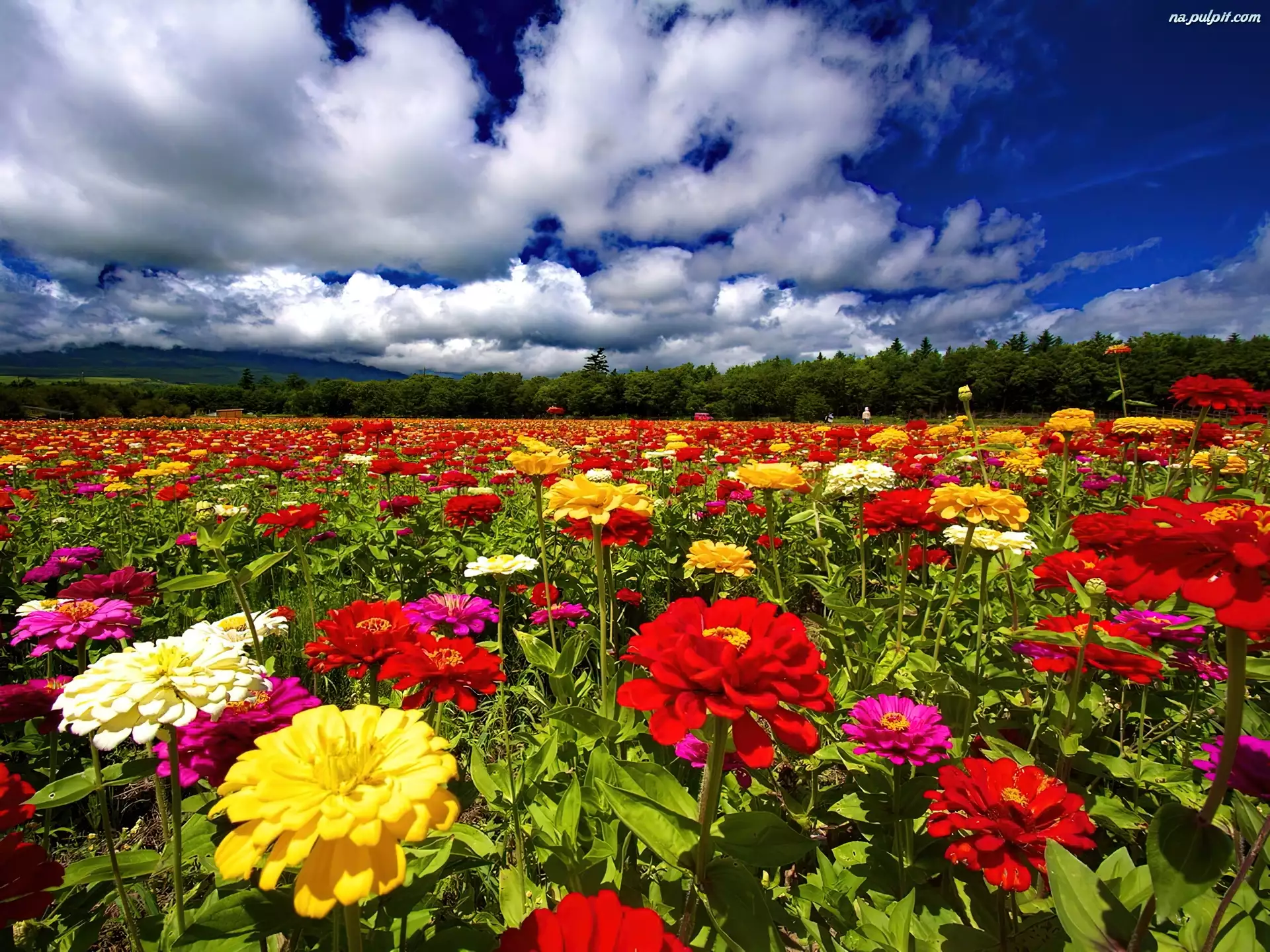 Pole, Chmury, Kolorowych, Kwiatów
