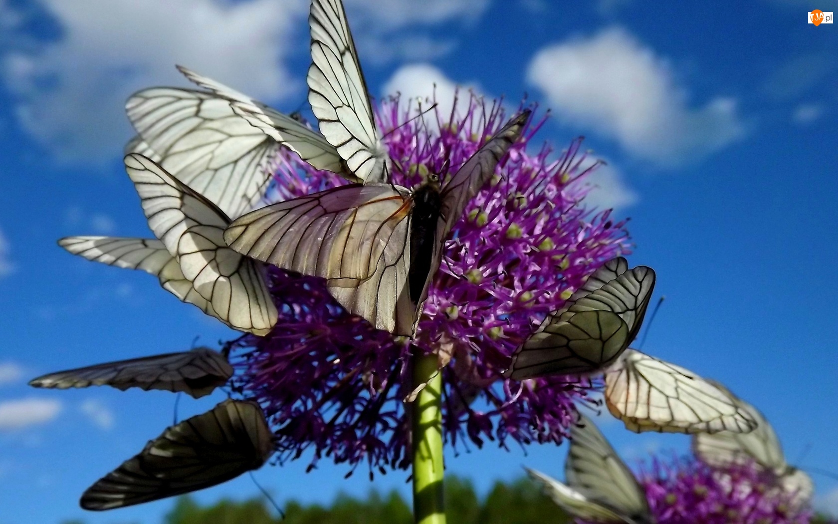 Niebo, Motyle, Kwiat, Białe