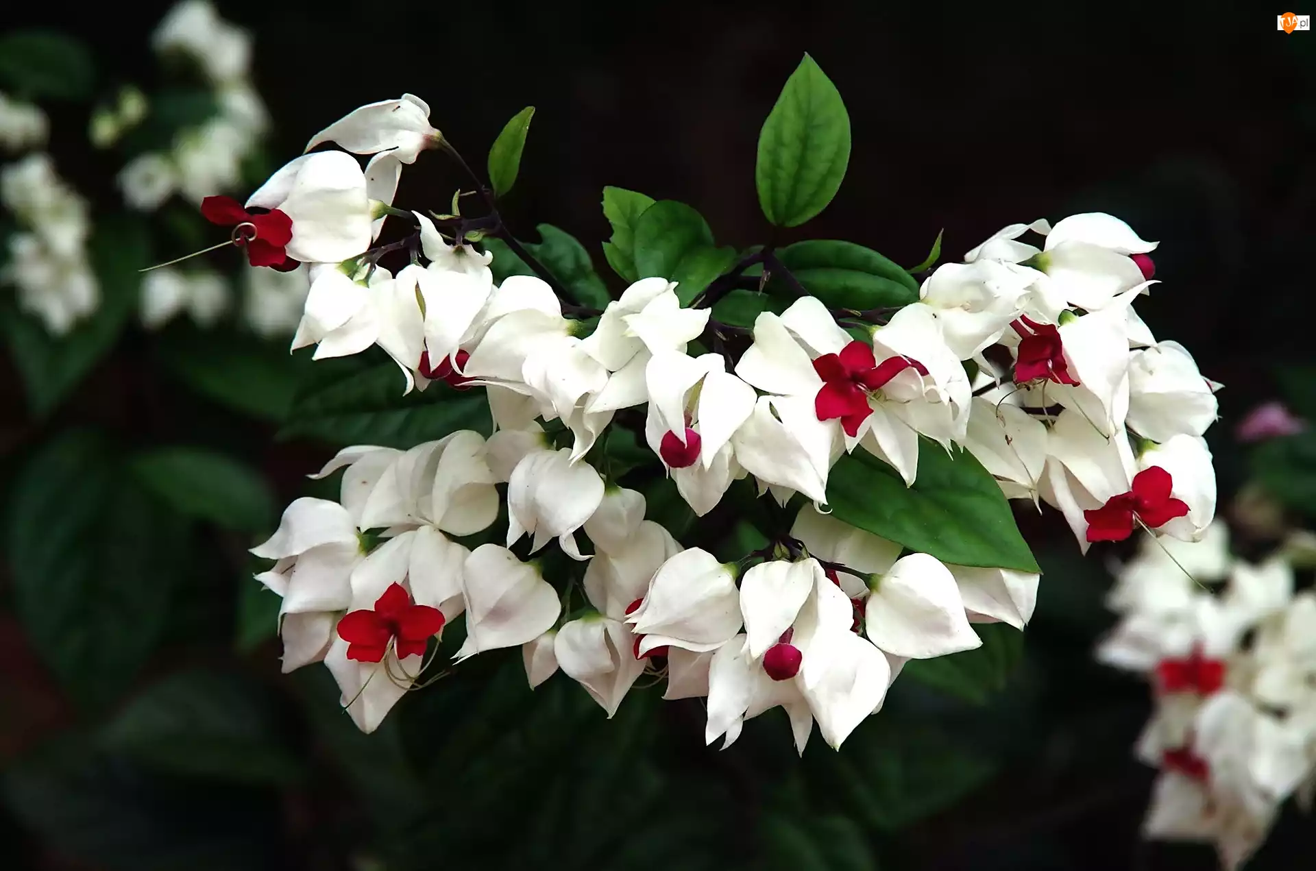 Klerodendrum, Białe, Kwiaty