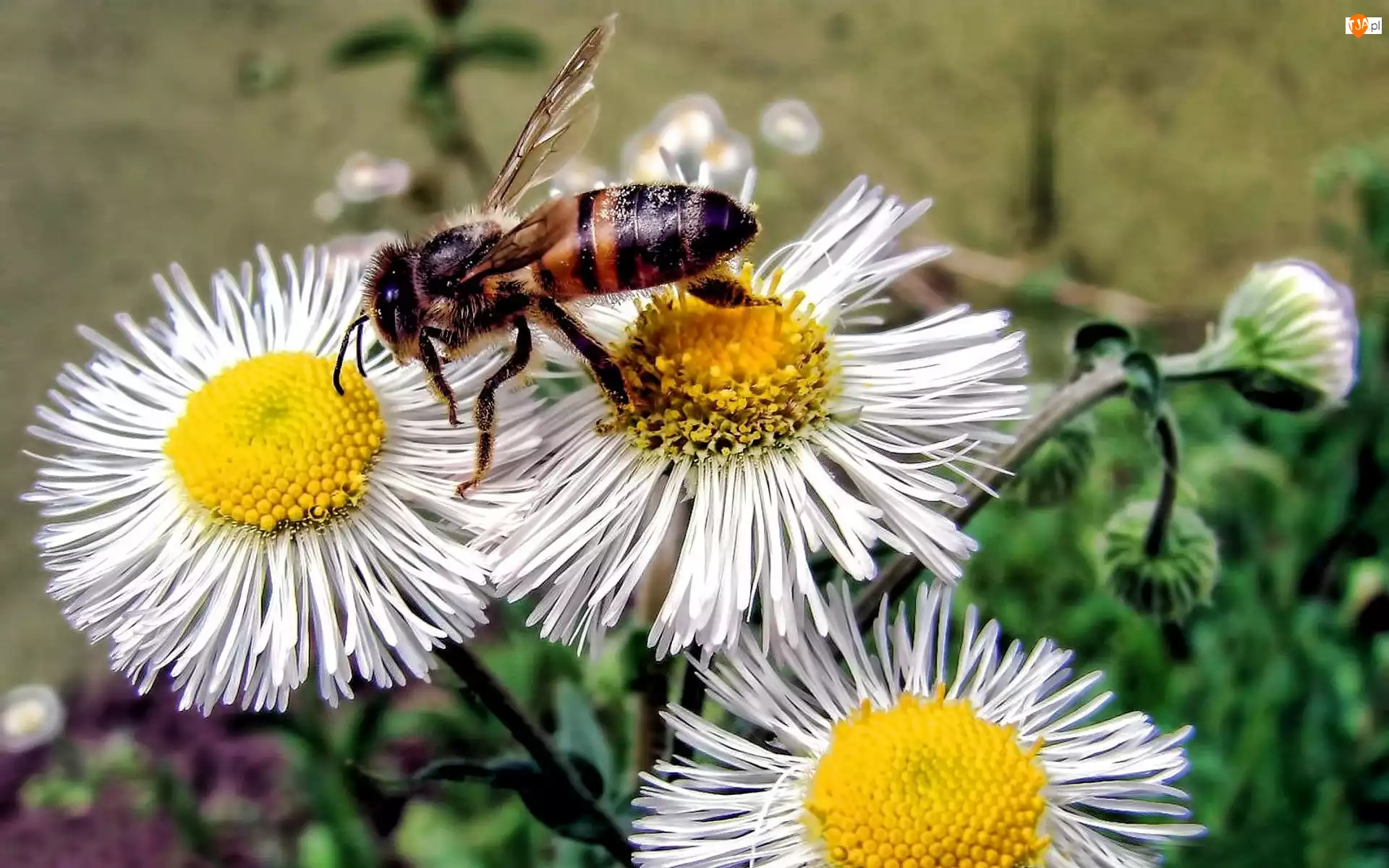 Pszczoła, Kwiaty, Stokrotki