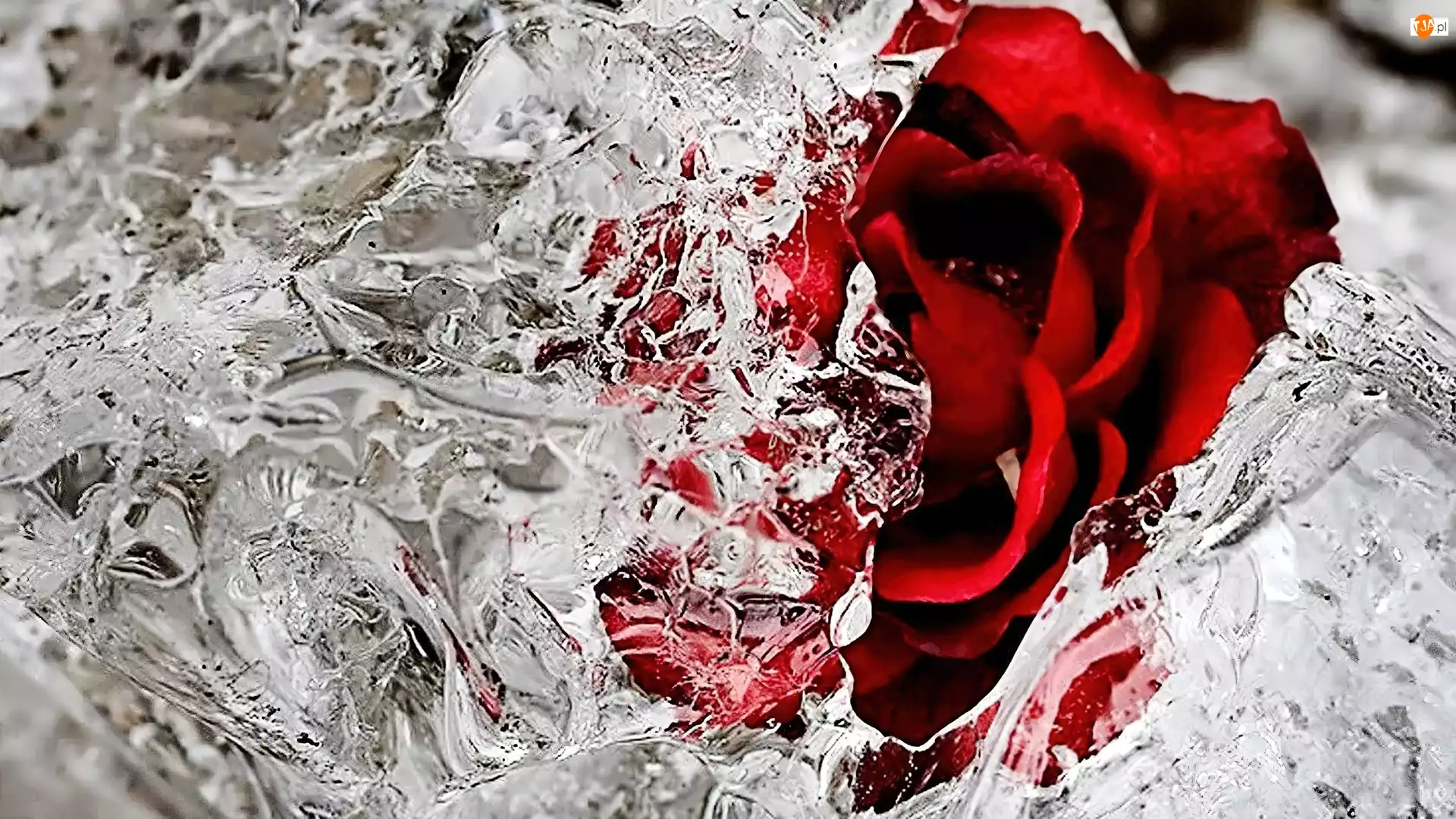 Lód, Czerwona, Róża