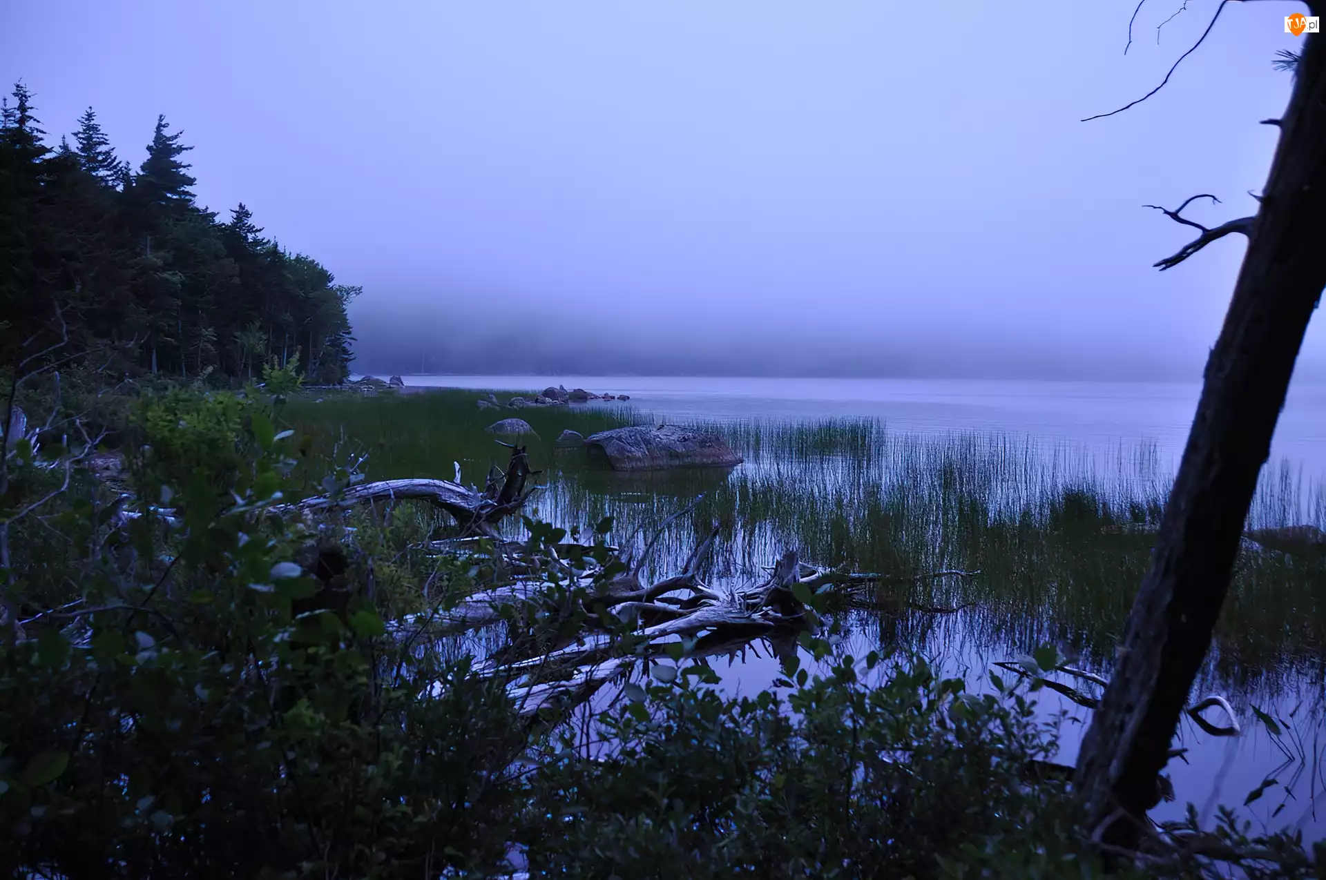 Park Narodowy Acadia, Roślinność, Stany Zjednoczone, Mgła, Stan Maine, Jezioro