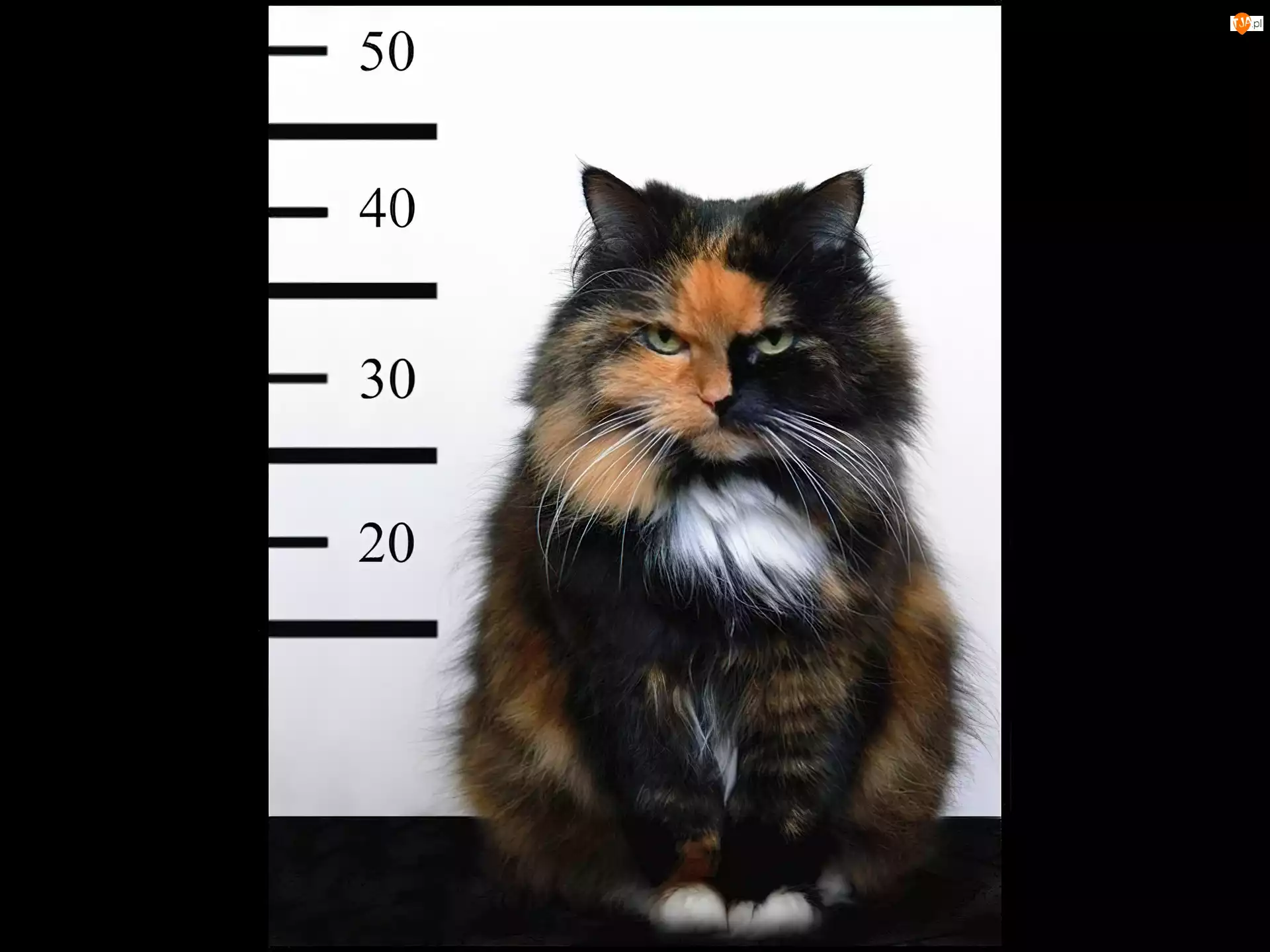 Przestępca, Kot