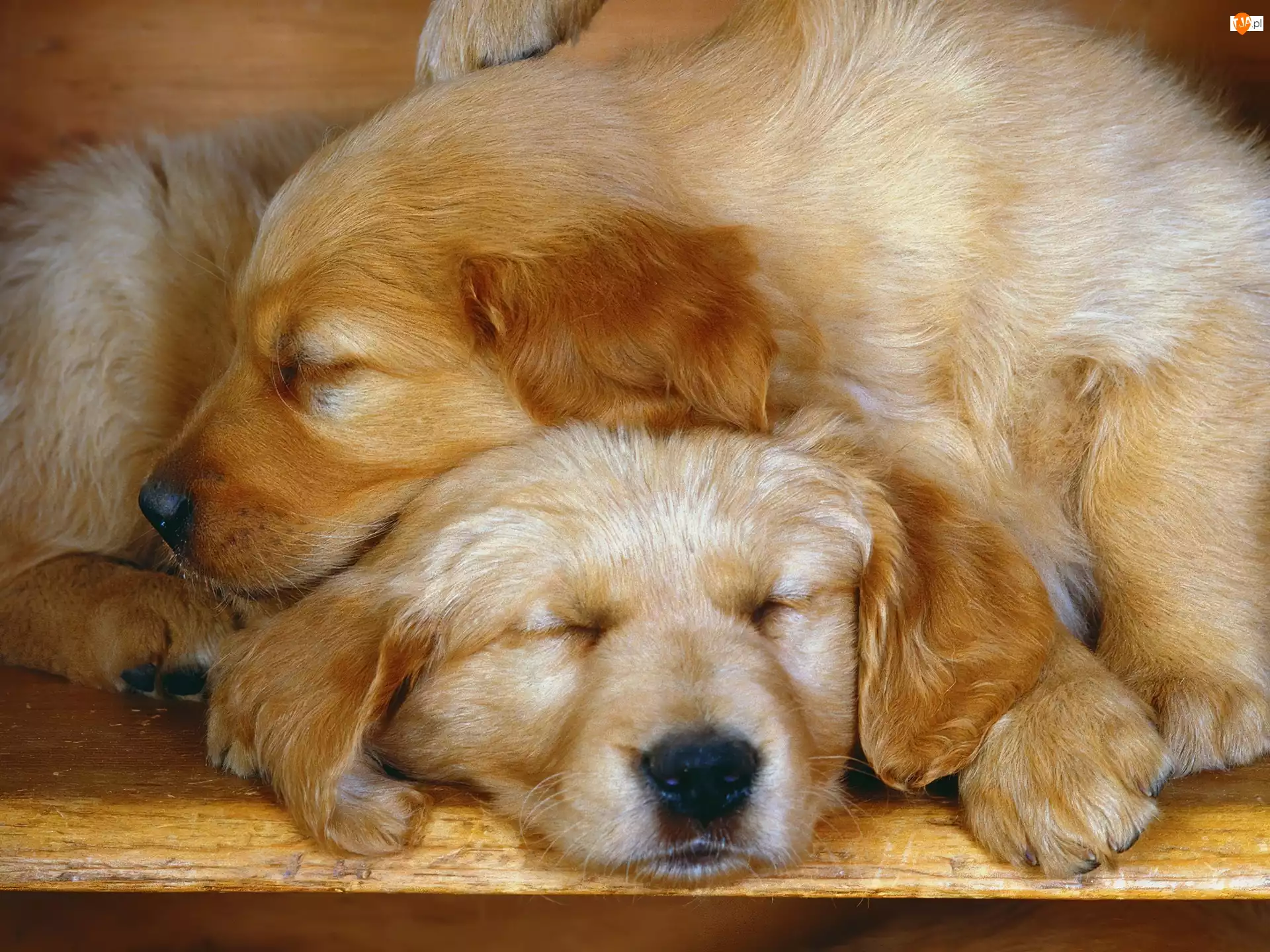 Psy, Szczeniak, Śpiące, Dwa, Golden retriever
