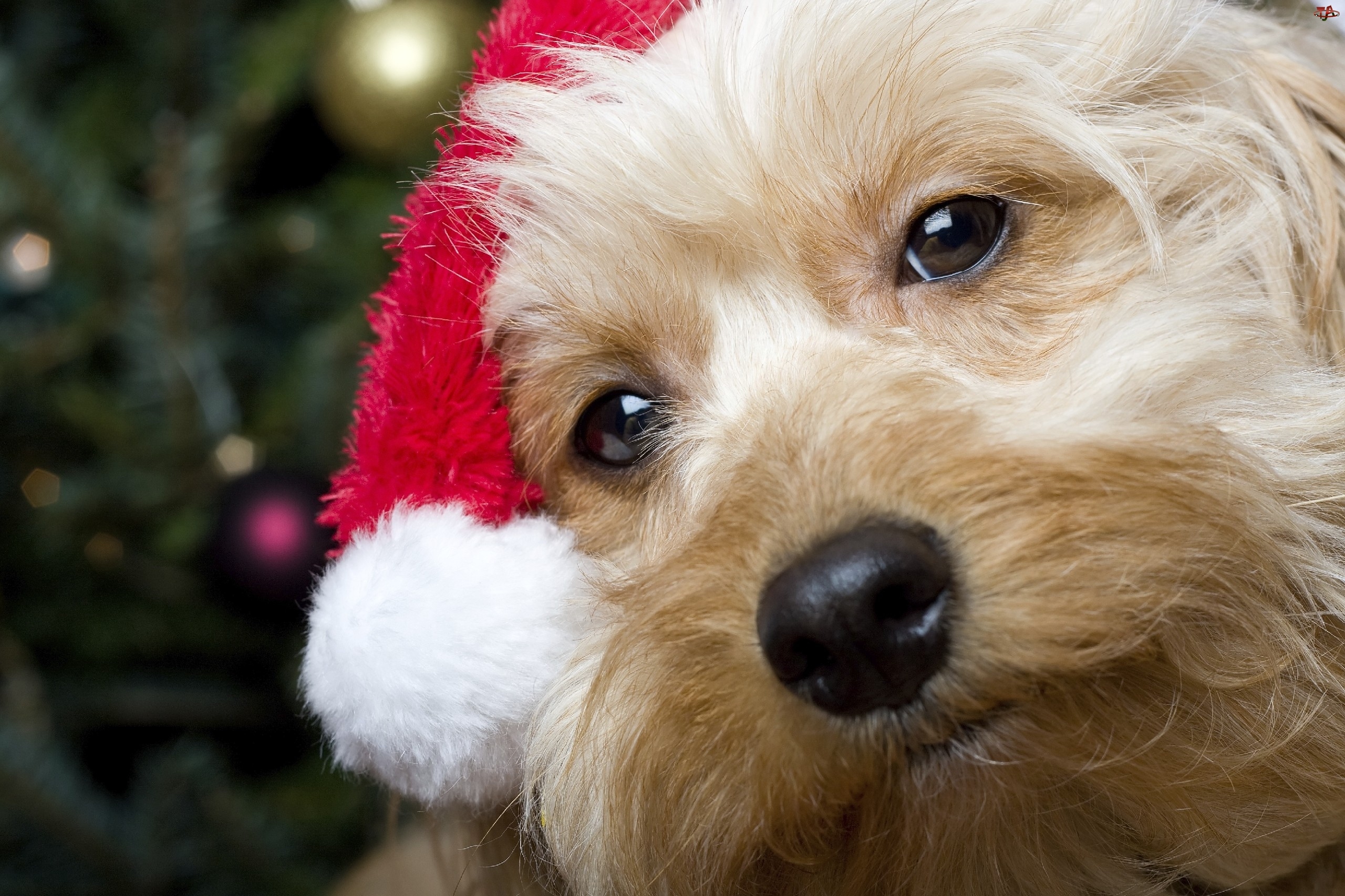 Pies, Yorkshire Terrier, Mikołaj, Święta