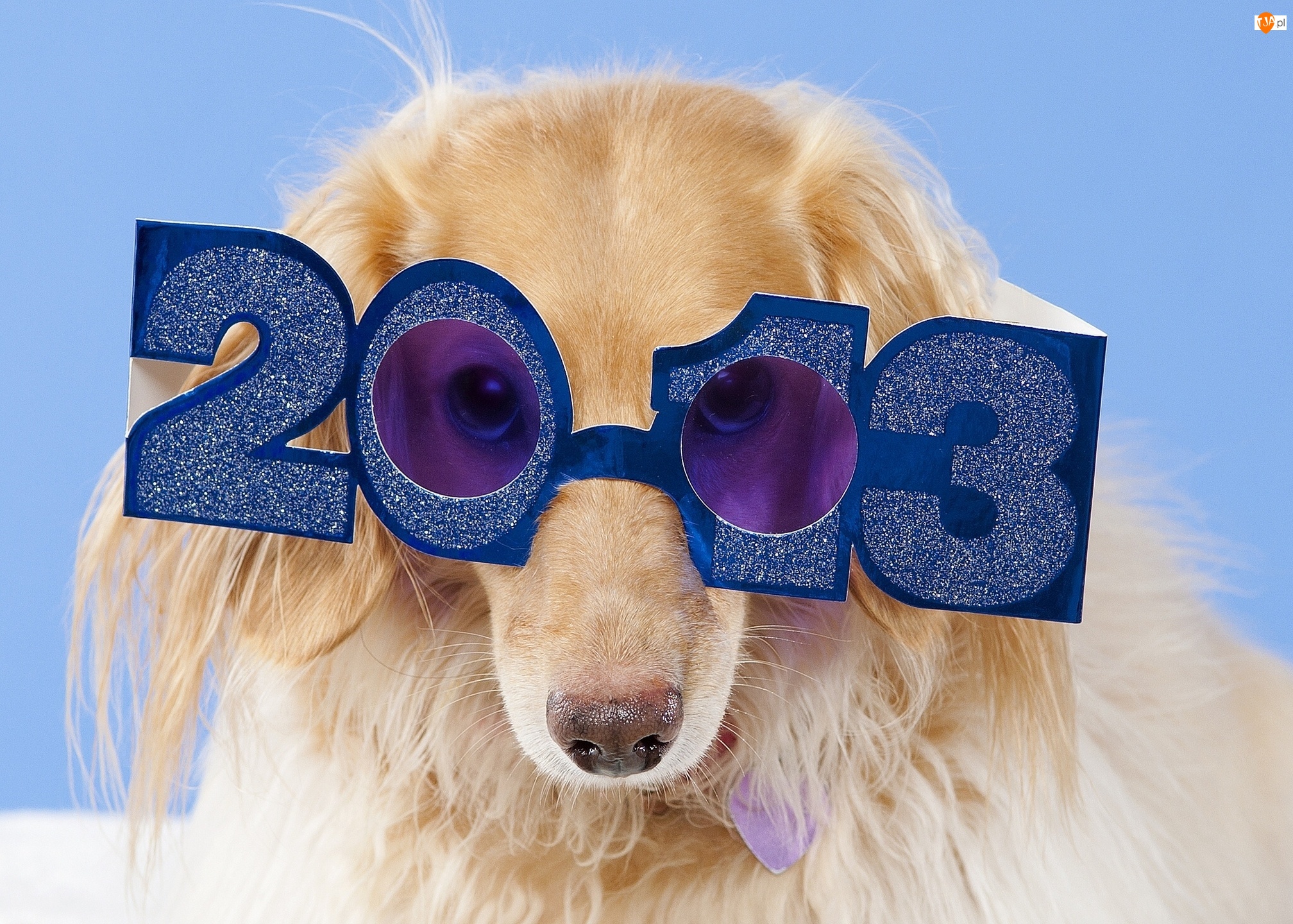 Rok, Pies, Okulary, Nowy