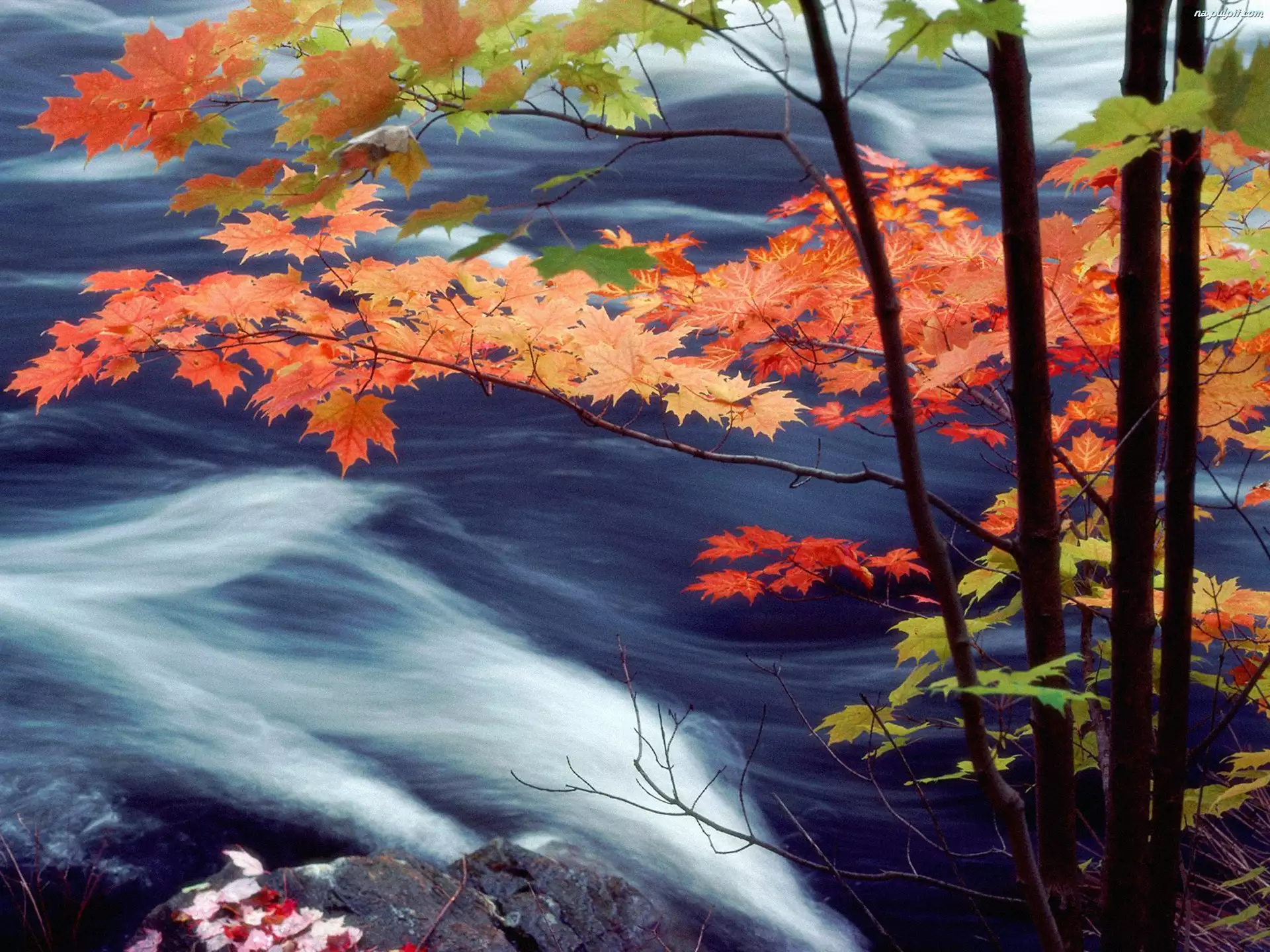 Liście, Jesień, Gałęzie, Rzeka, Kolorowe