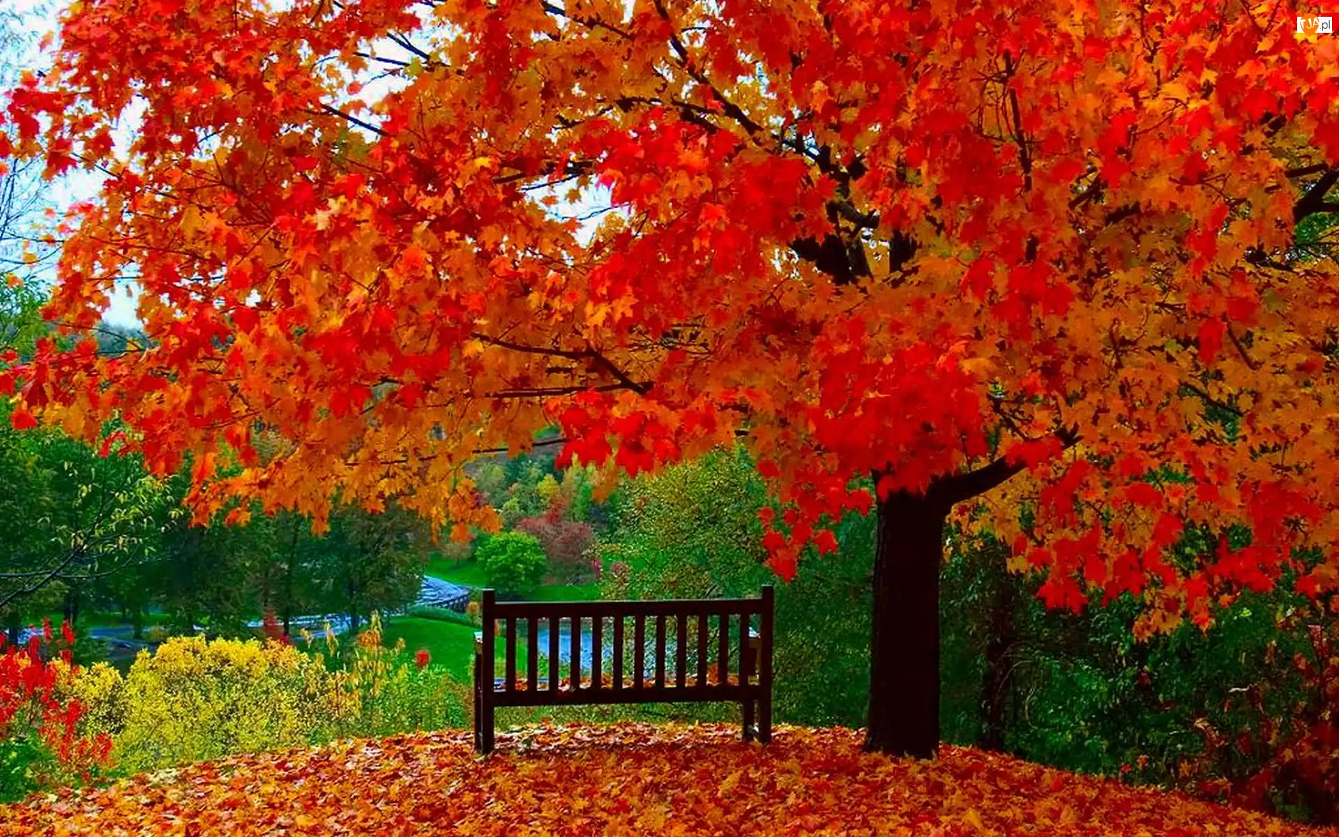Jesień, Drzewo, Liście, Kolorowe, Ławka