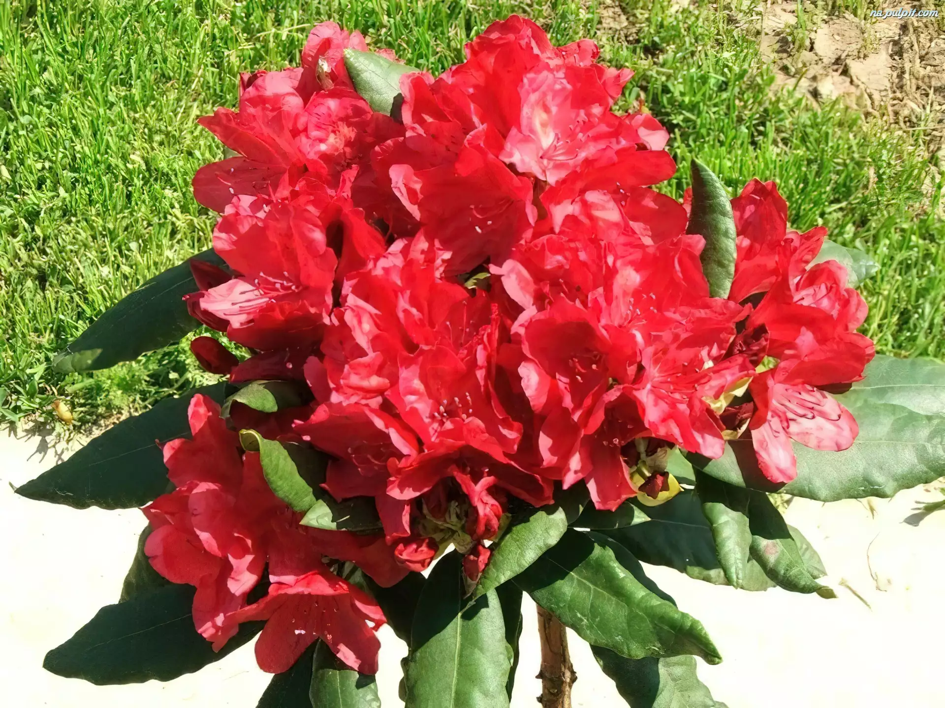 Trawa, Rhododendron