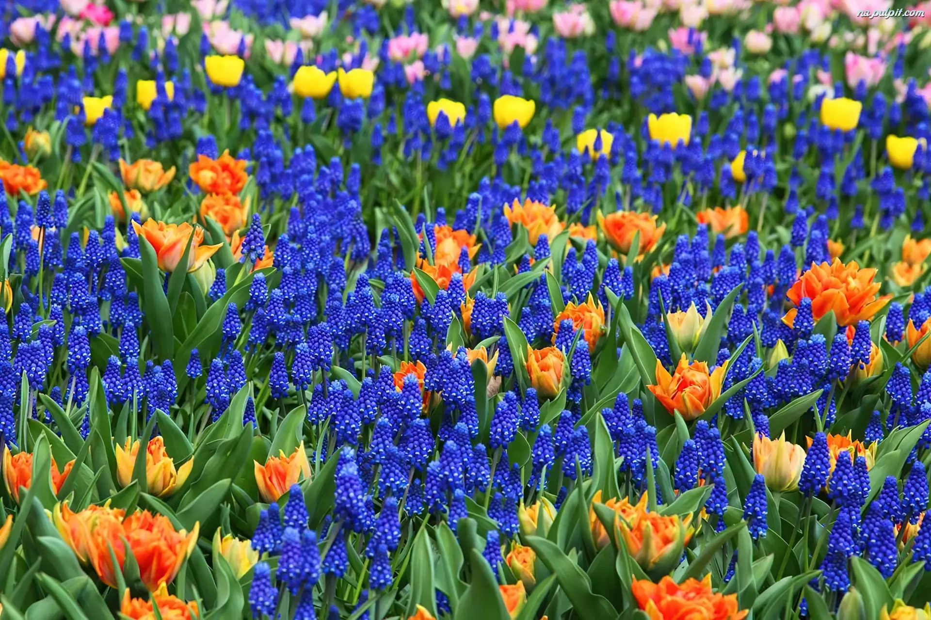 Szafirki, Kolorowe, Kwiaty, Tulipany
