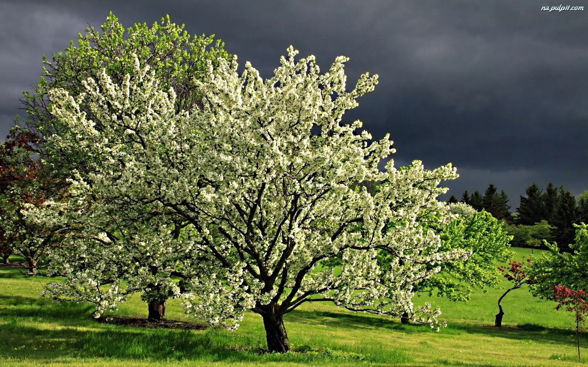 Kwitnące, Drzewa