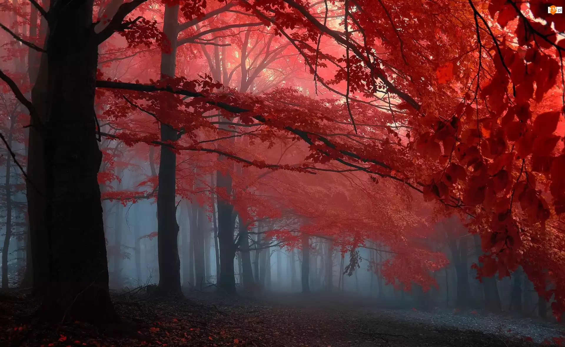 Mgła, Jesień, Drzewa