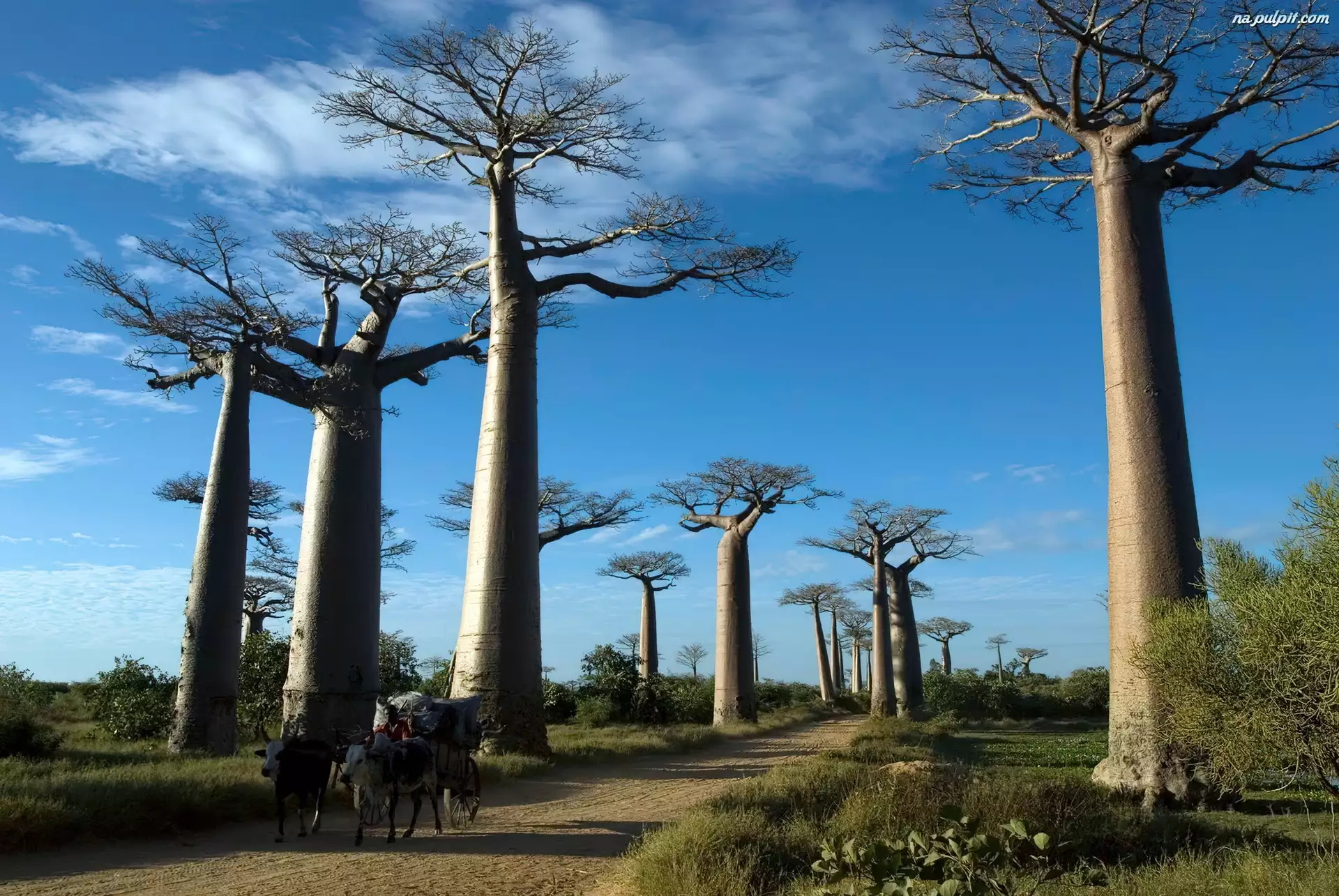 Wóz, Drzewa, Baobaby, Droga