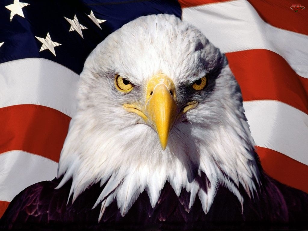 Bielik amerykański, Flaga, Stanów Zjednoczonych