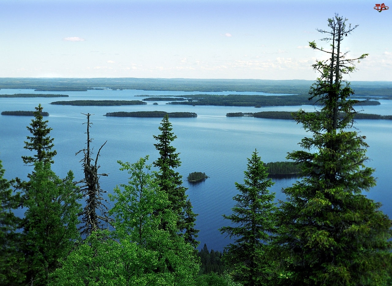 Drzewa, Finlandia, Park Narodowy Koli, Jezioro Pielinen