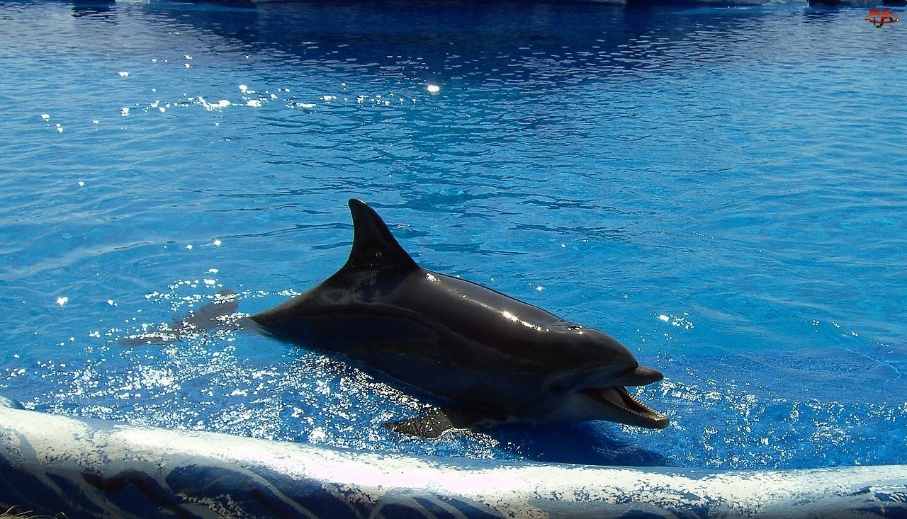 Woda, Delfin