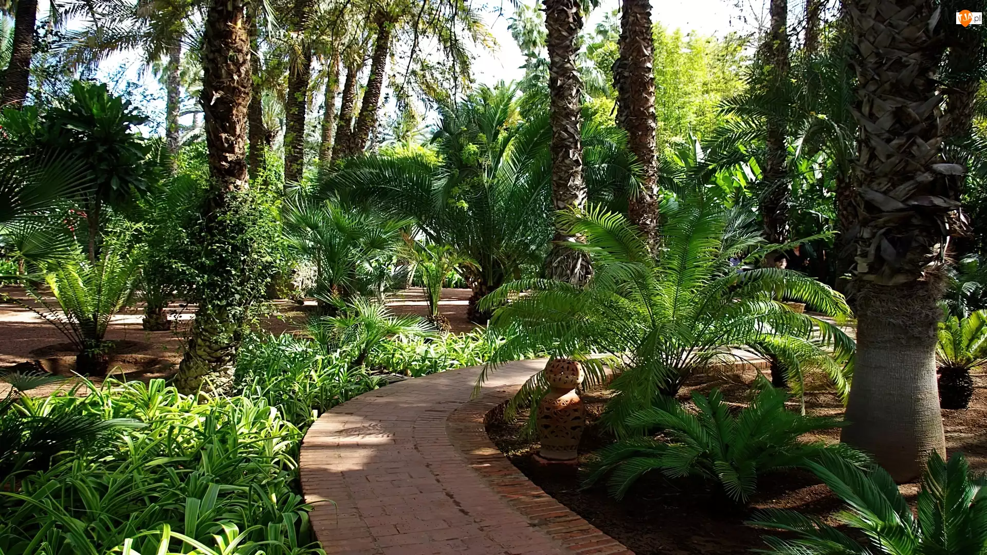 Ogród, Maroko, Palmowy, Egzotyczny, Marrakesz