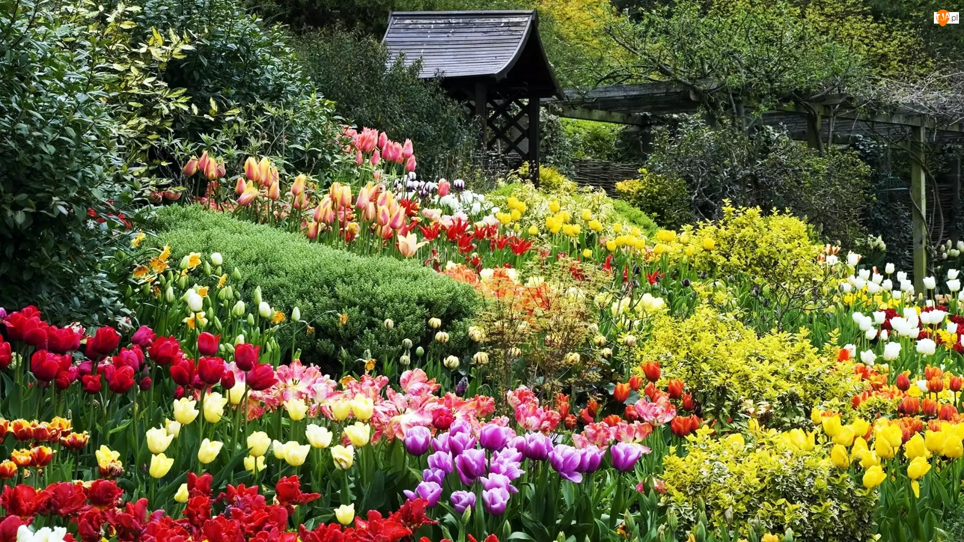 Altanka, Ogród, Tulipany