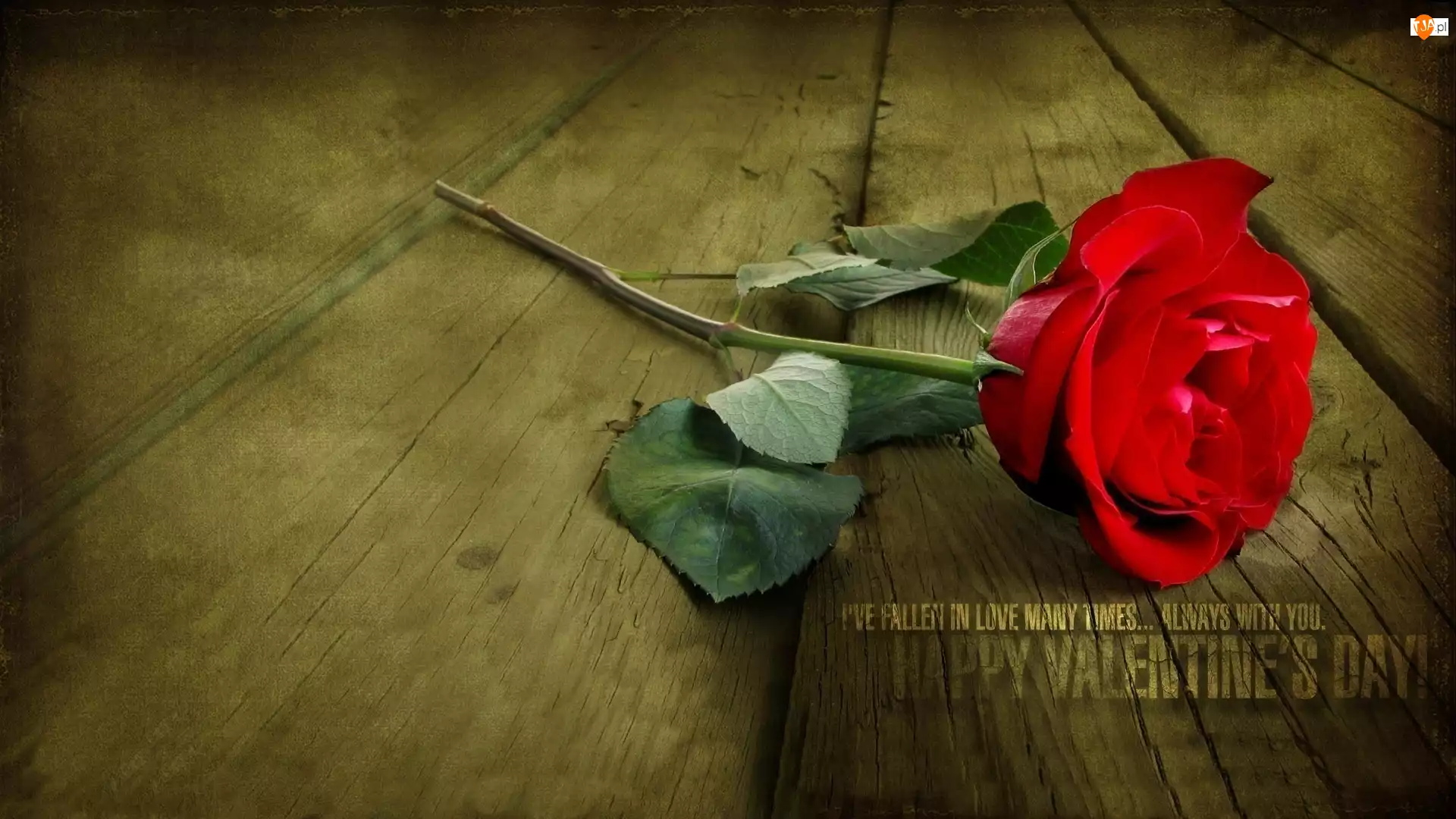Róża, Walentynki, Czerwona