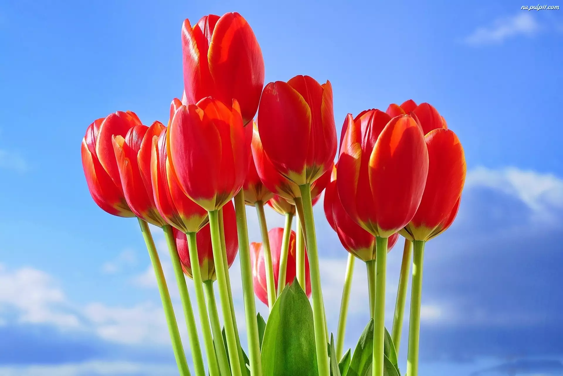 Niebo, Czerwone, Tulipany