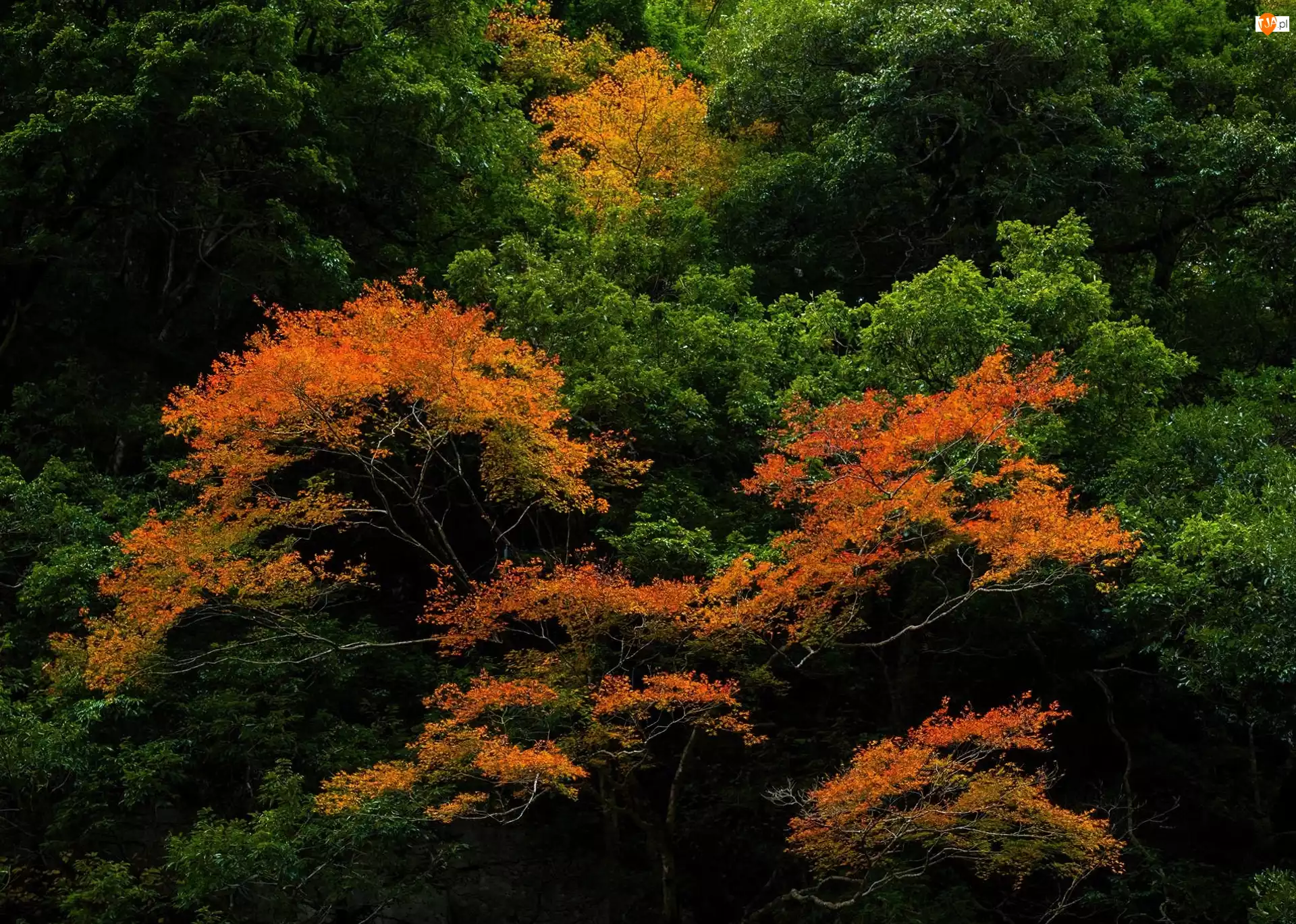 Liście, Kolorowe, Drzewa