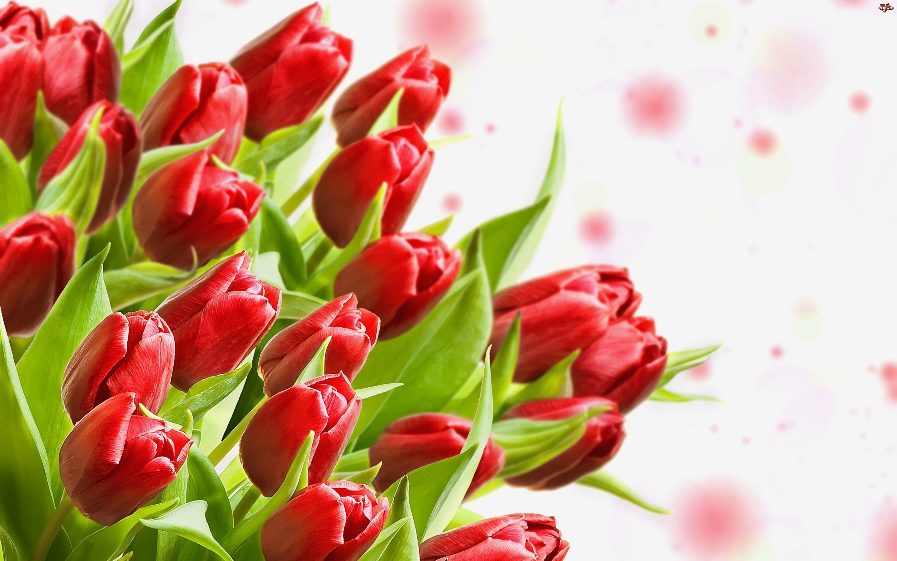 Liście, Czerwone, Tulipany