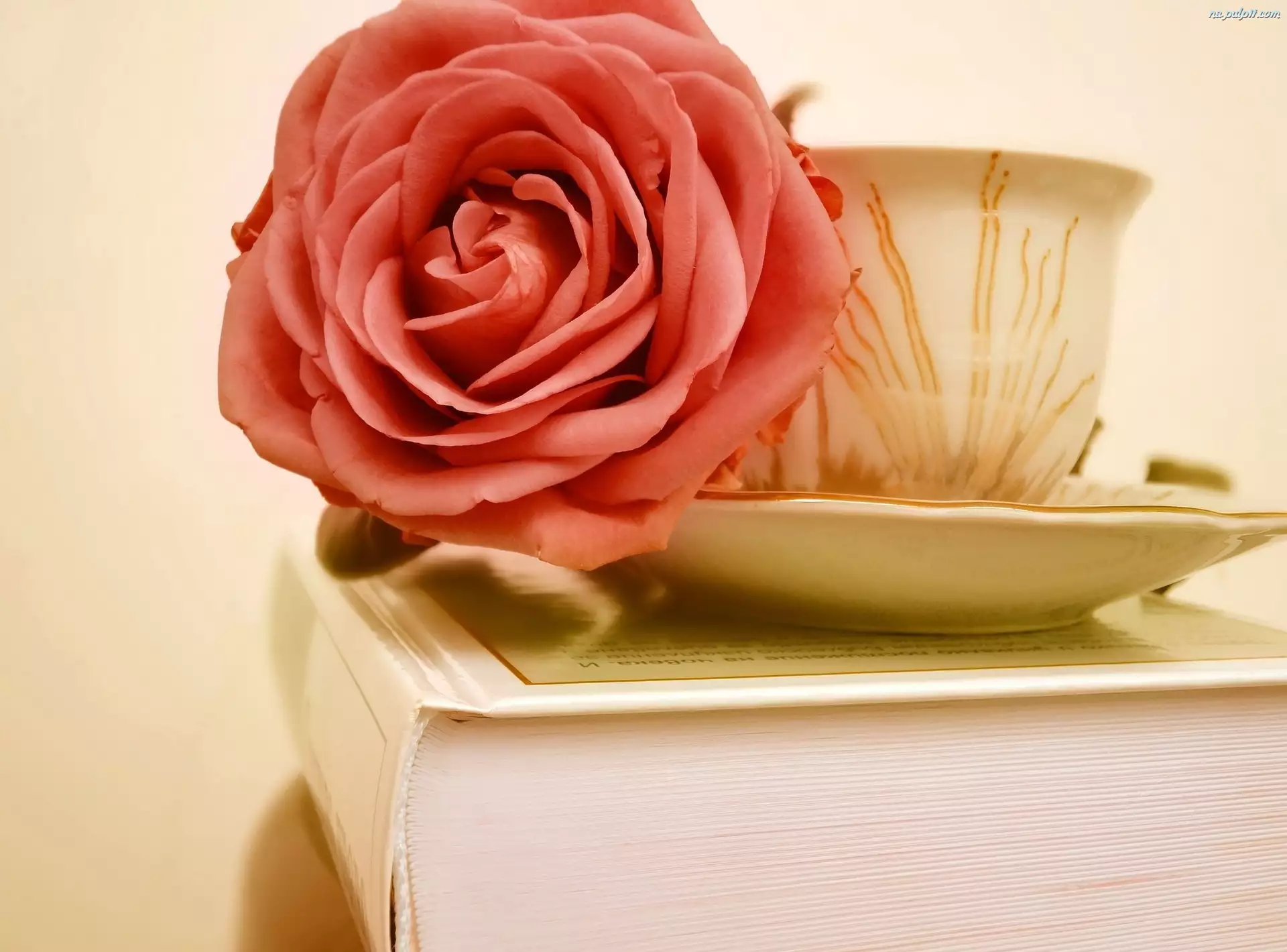 Książka, Różowa, Róża, Filiżanka