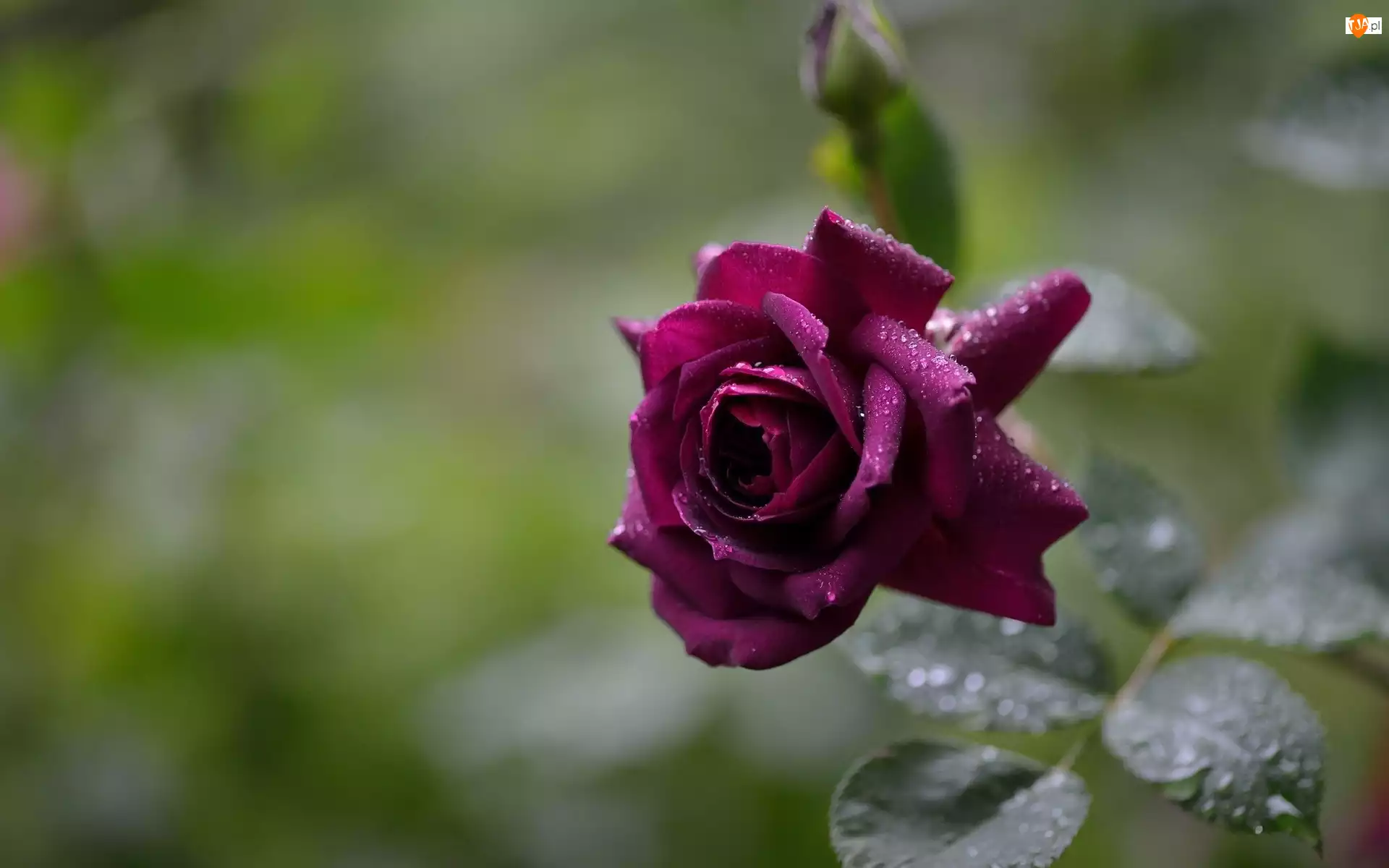 Rosa, Bordowa, Róża