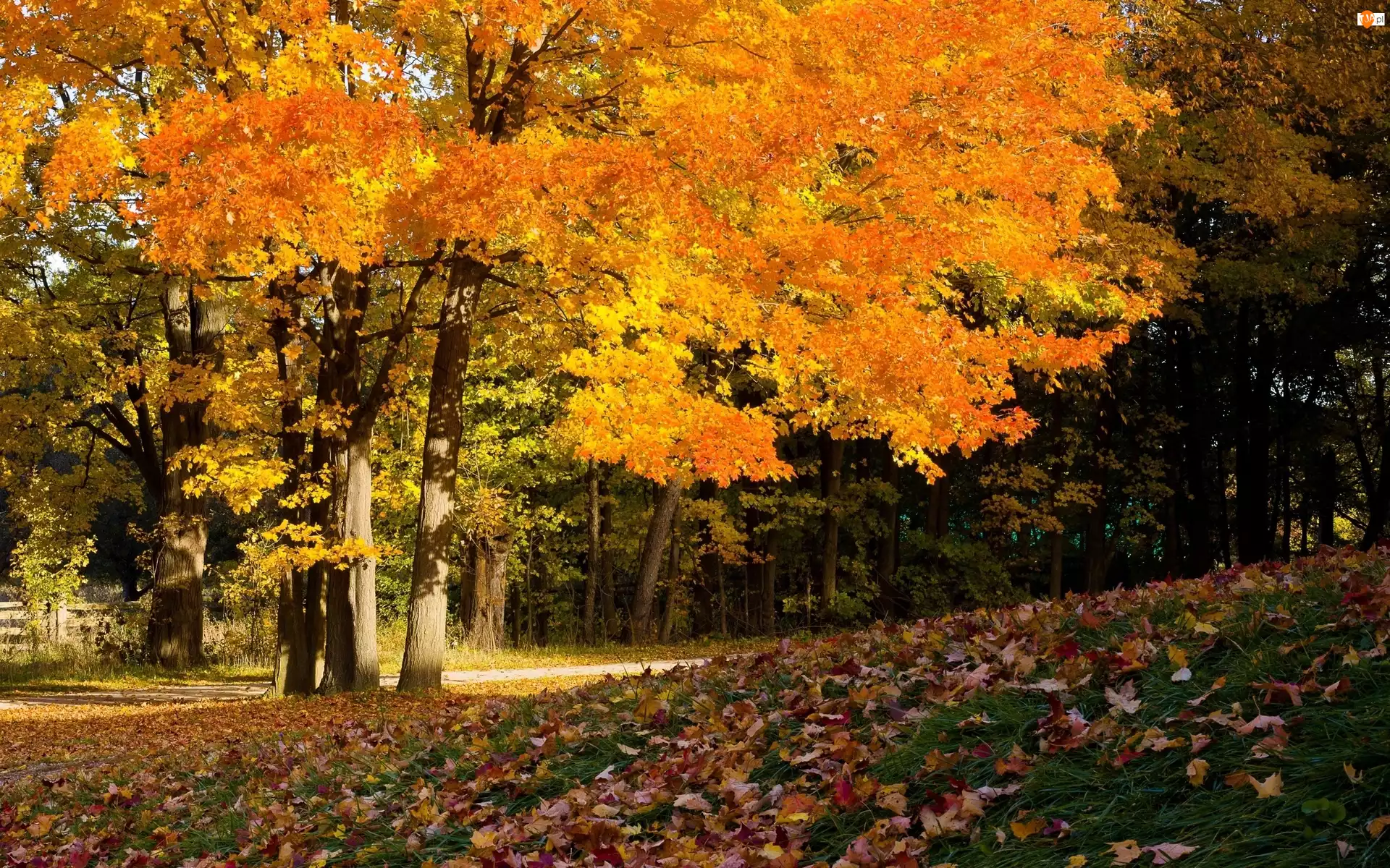 Park, Jesień, Drzewa, Liście