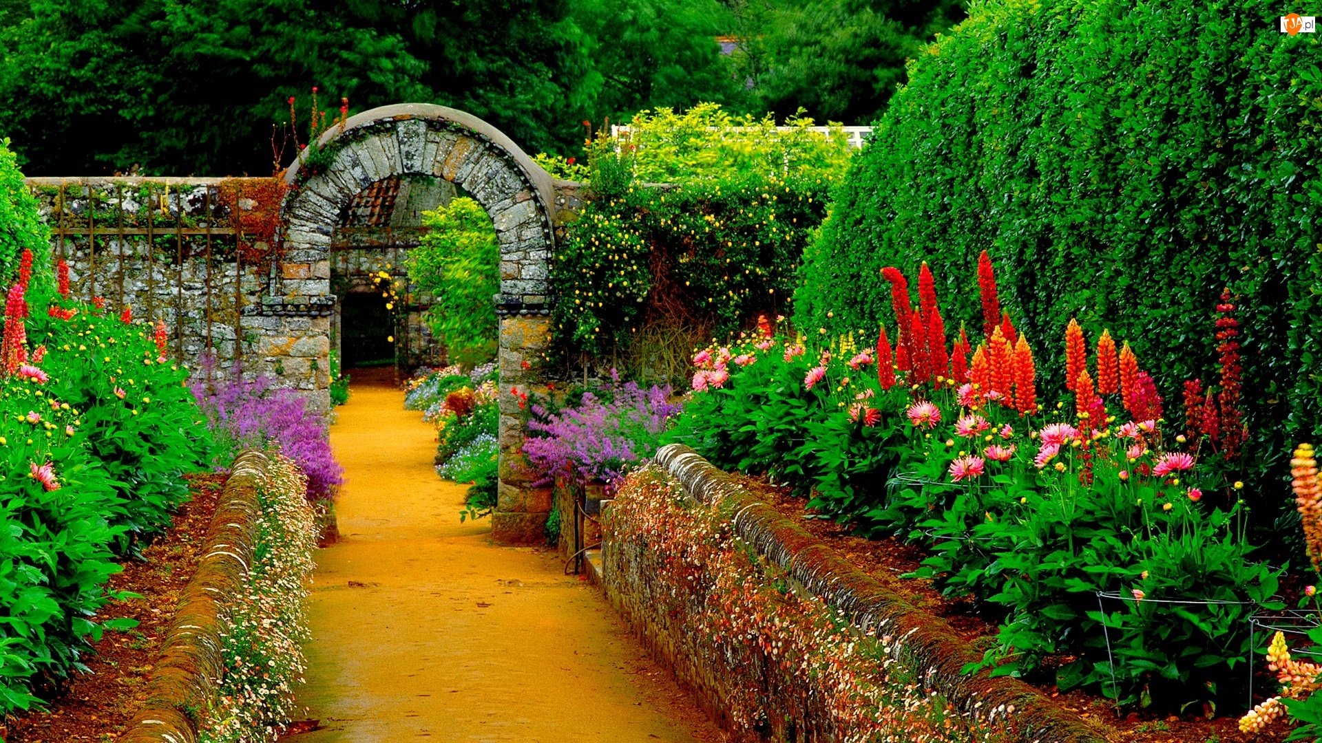 Ścieżka, Piękny, Ogród