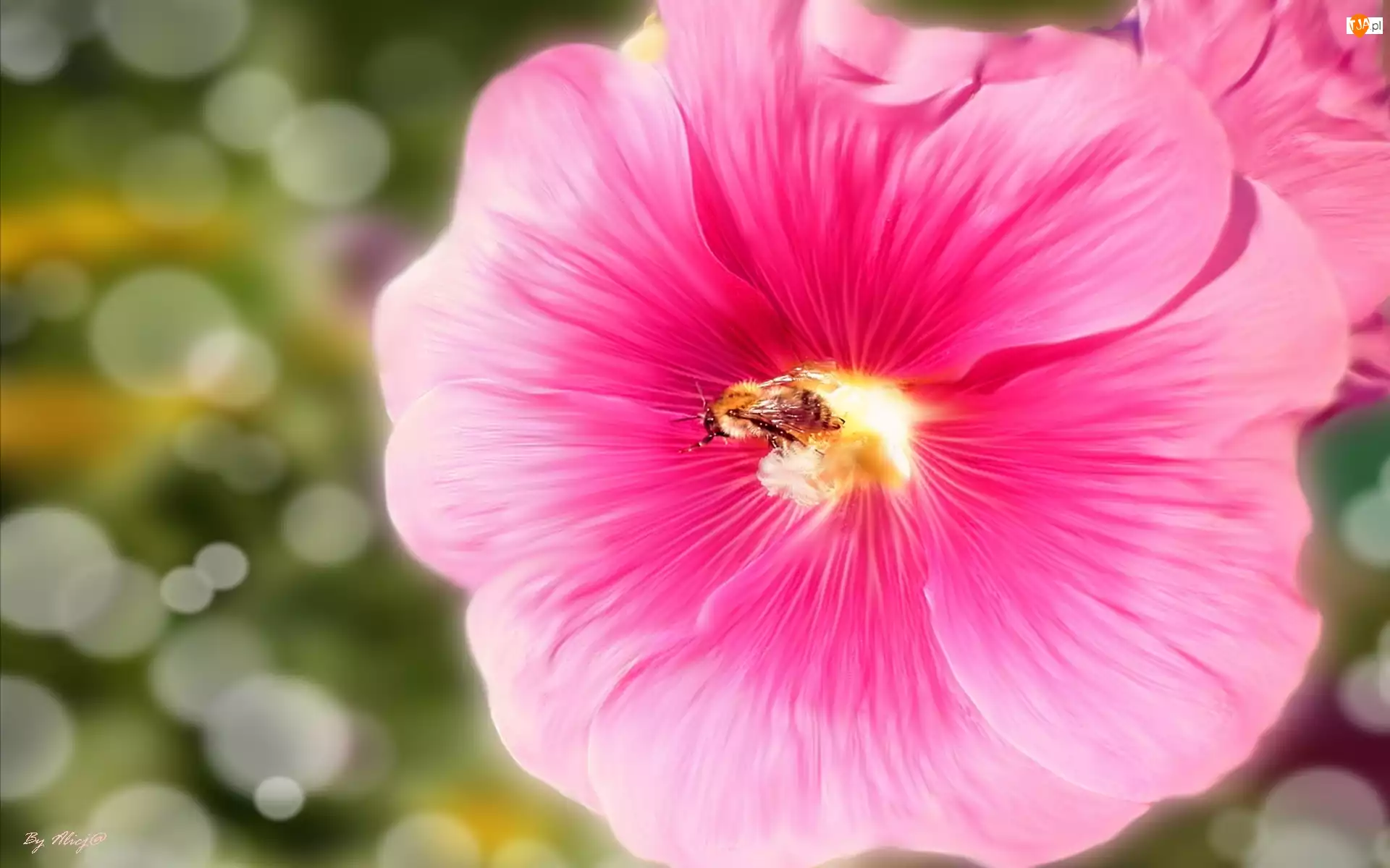 Pszczoła, Różowa, Malwa