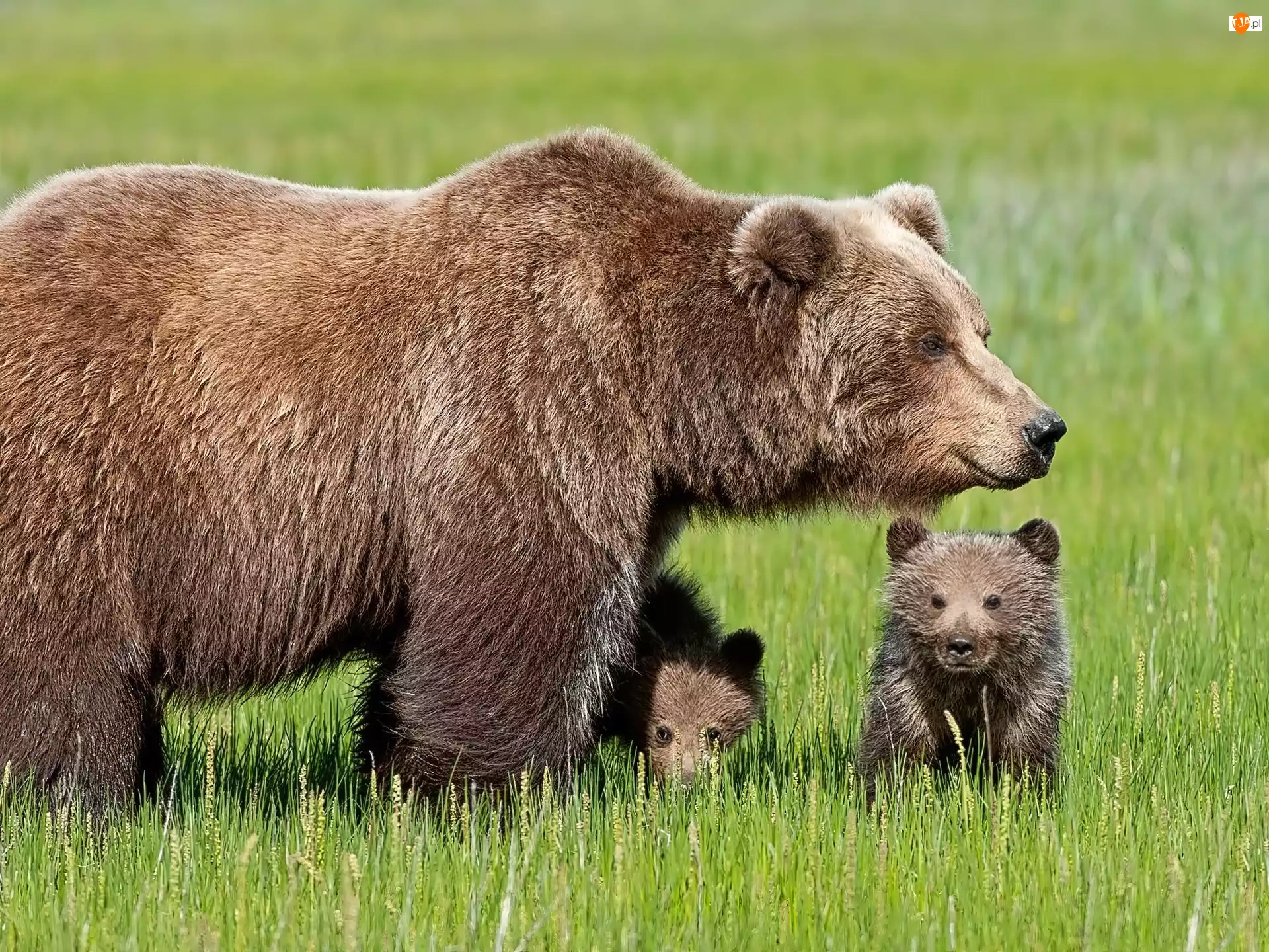 Rodzina, Niedźwiedzie