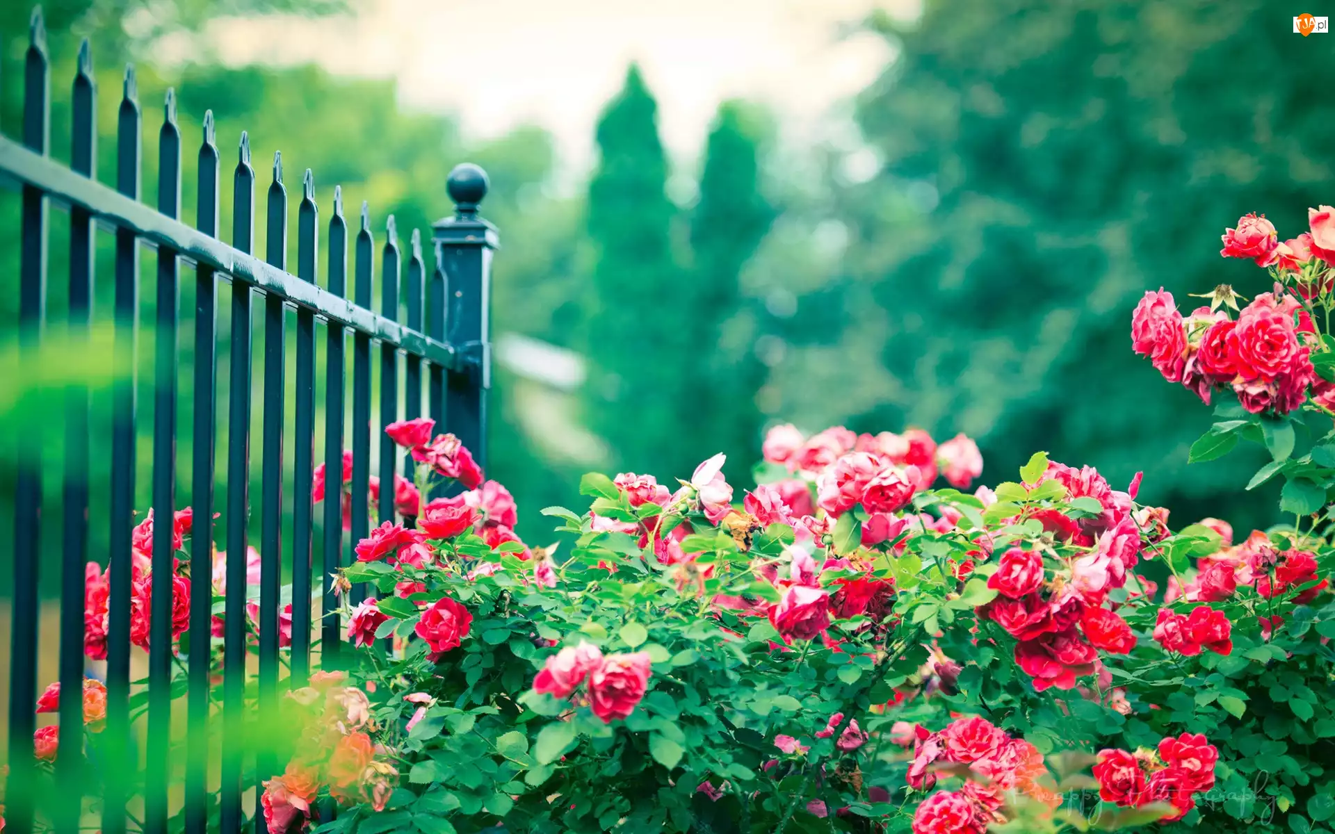 Ogrodzenie, Park, Róże