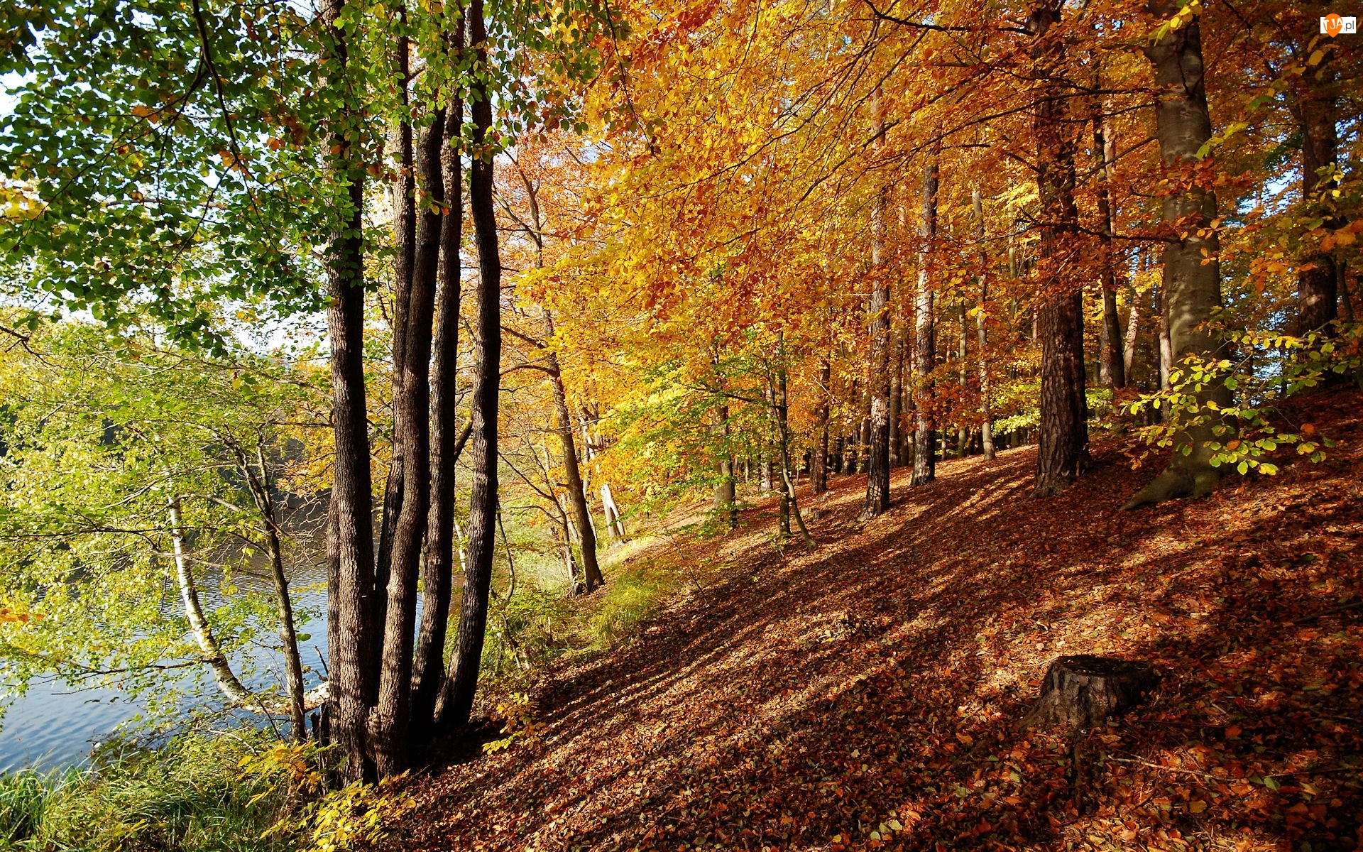 Jesień, Rzeka, Skarpa, Drzewa