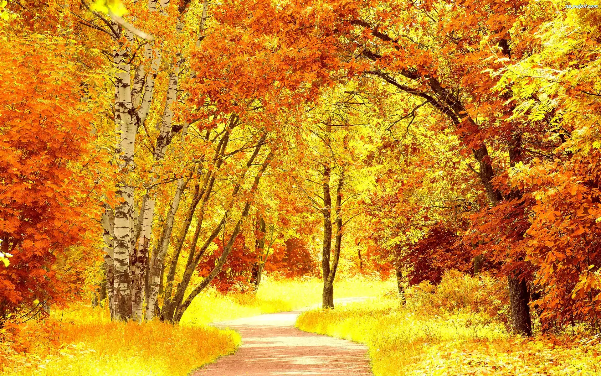 Jesień, Park, Kolorowe, Alejka, Drzewa