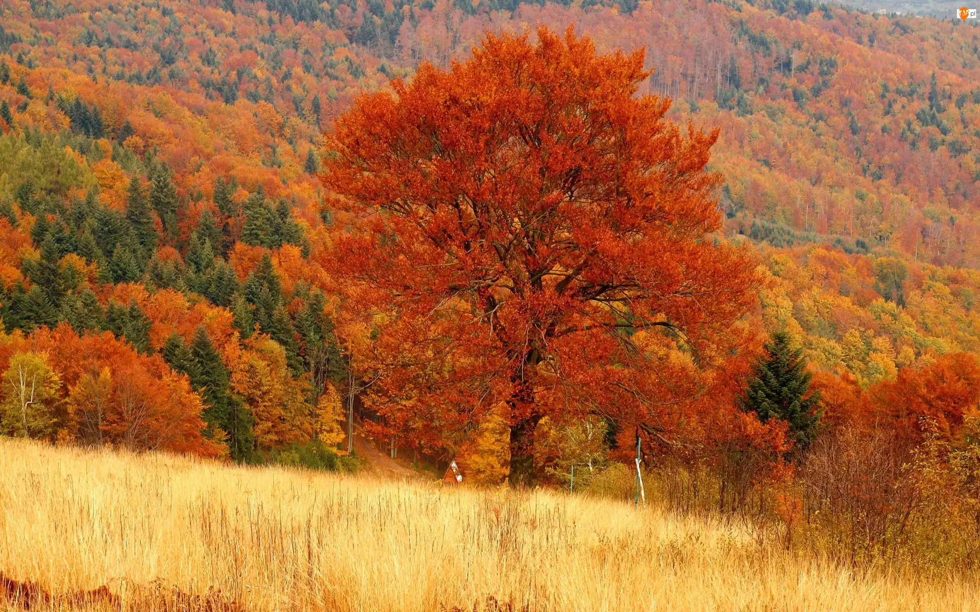 Lasy, Góry, Drzewa, Jesień, Kolorowe, Łąki