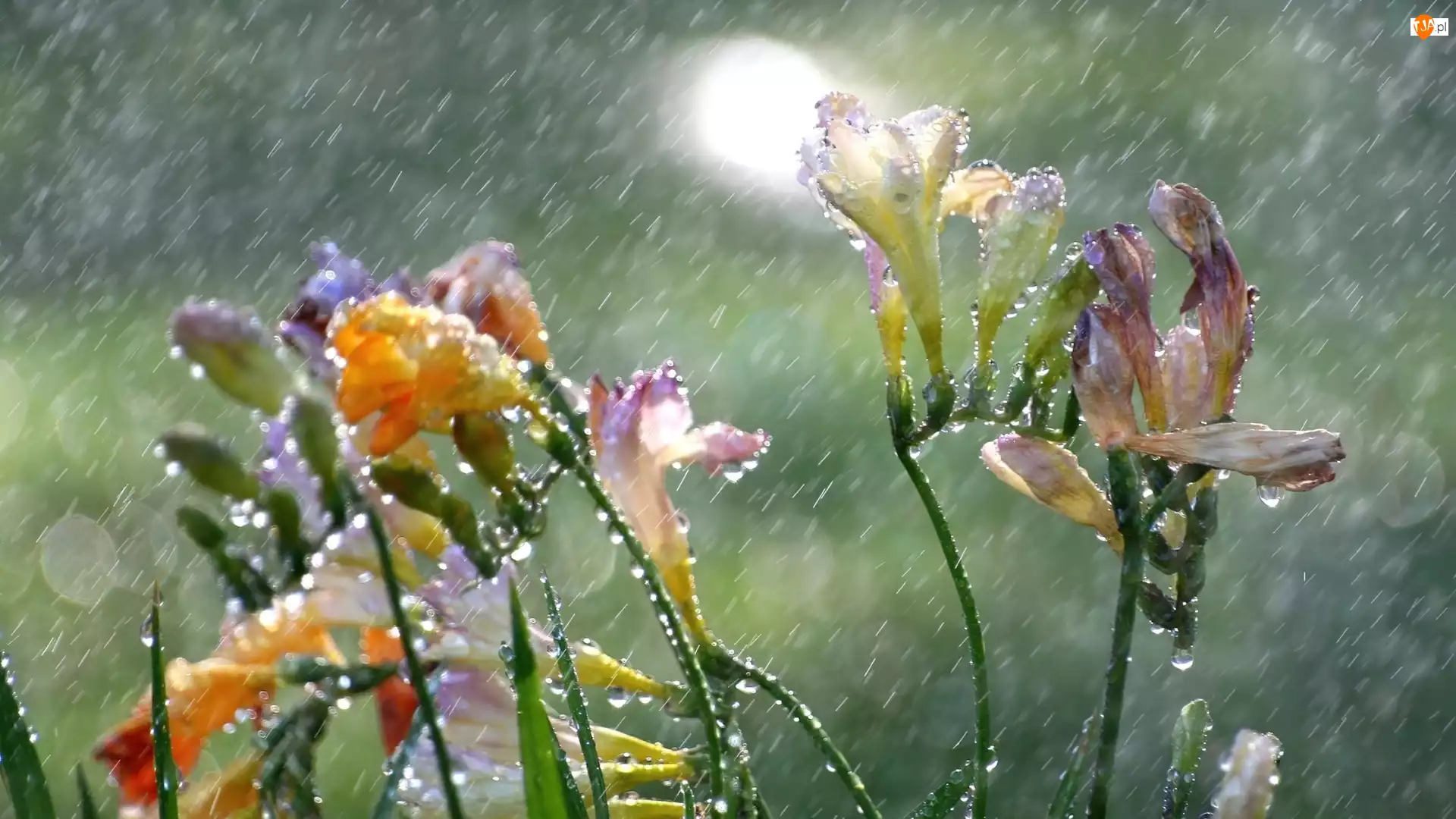 Deszcz, Kwiaty