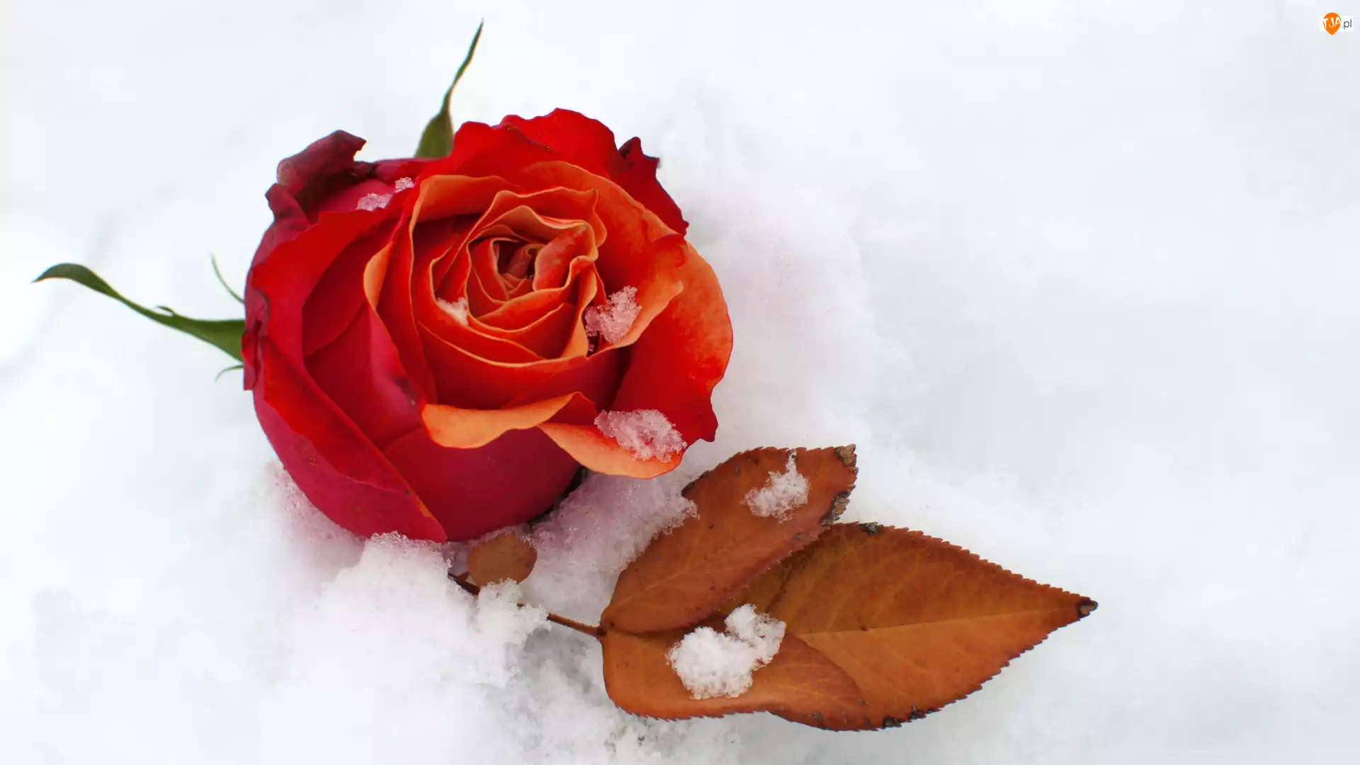 Czerwona, Śnieg, Róża, Listek