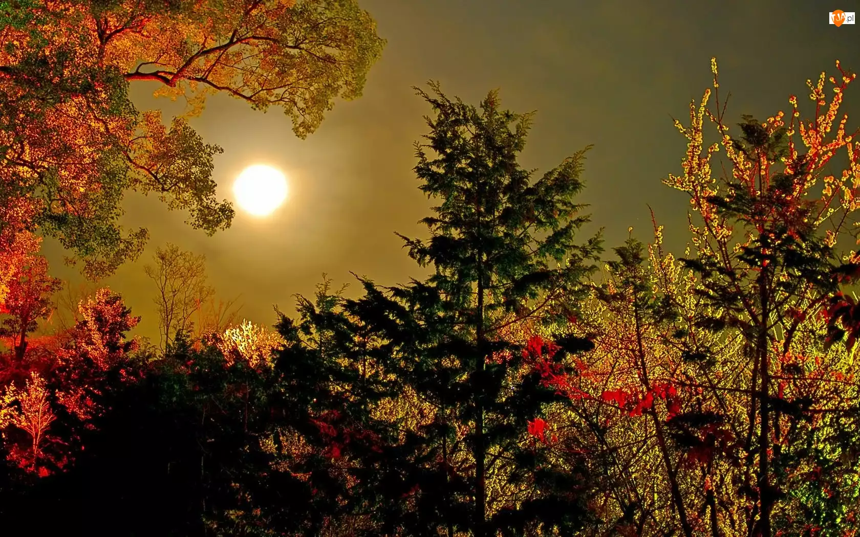 Noc, Jesień, Księżyc, Drzewa